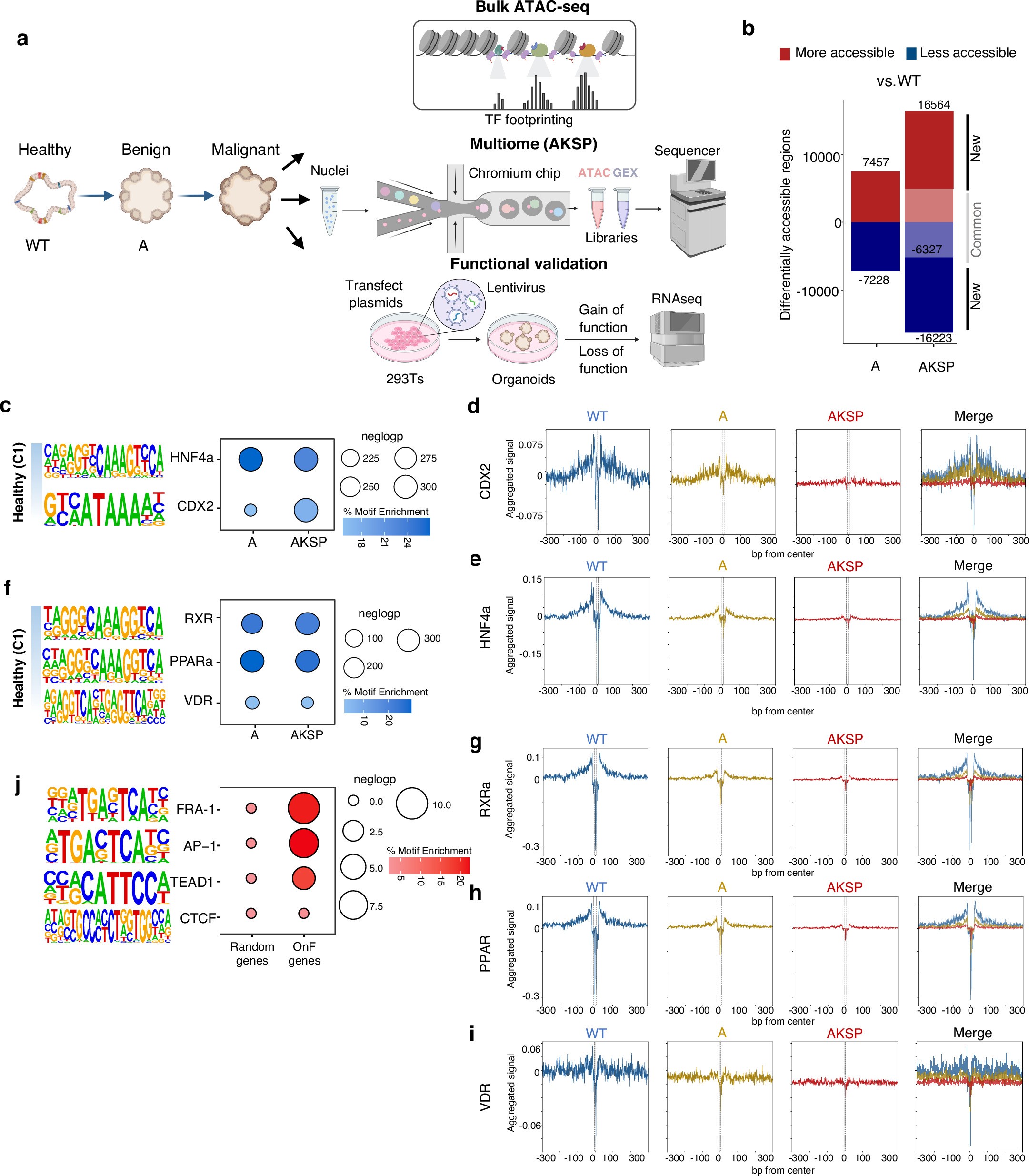 Extended Data Fig. 3: A multi-omics approach elucidates the molecular determinants of cell state dynamics during CRC evolution.