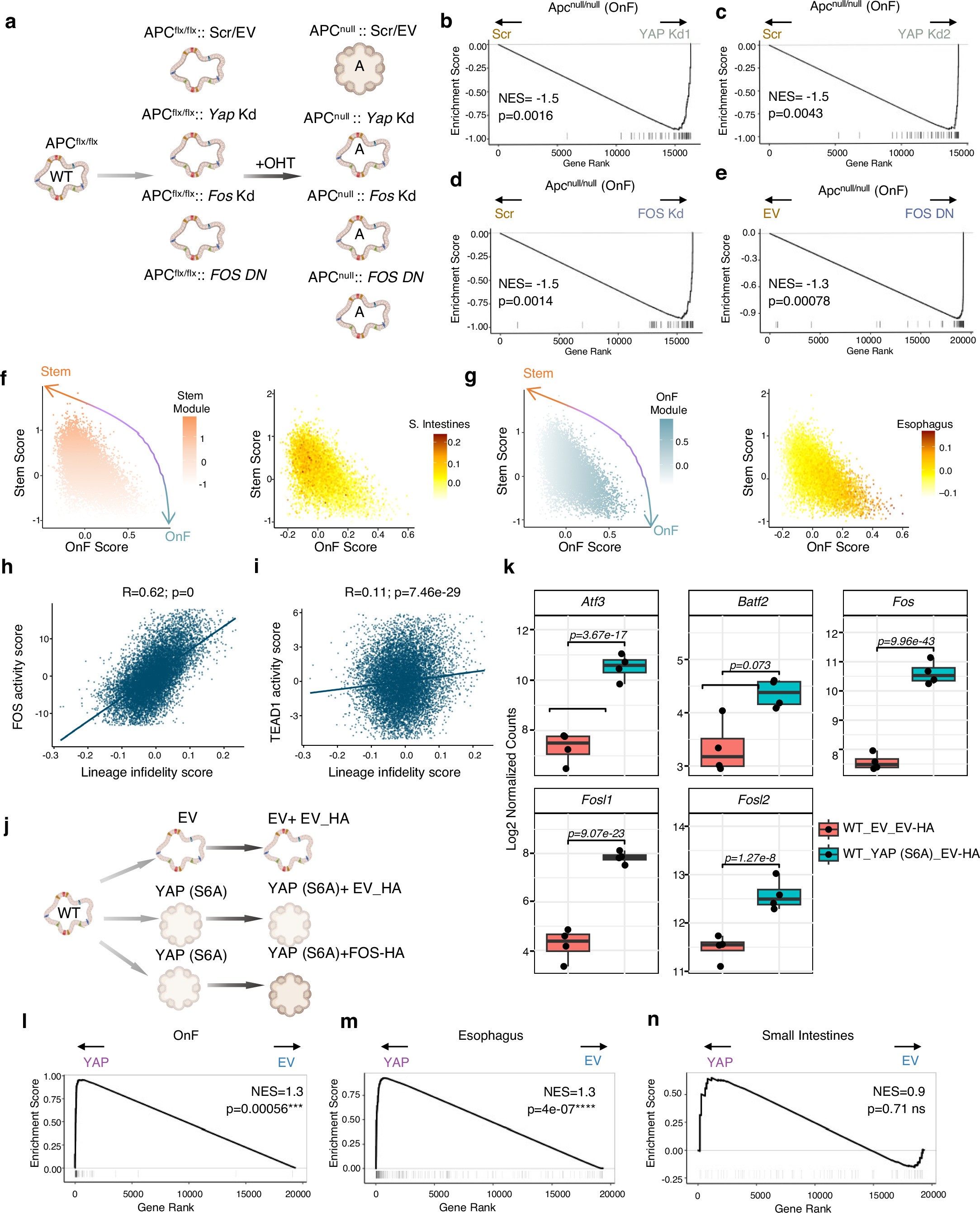 Extended Data Fig. 4: Functional validation of YAP and AP-1 as drivers of OnF reprogramming.