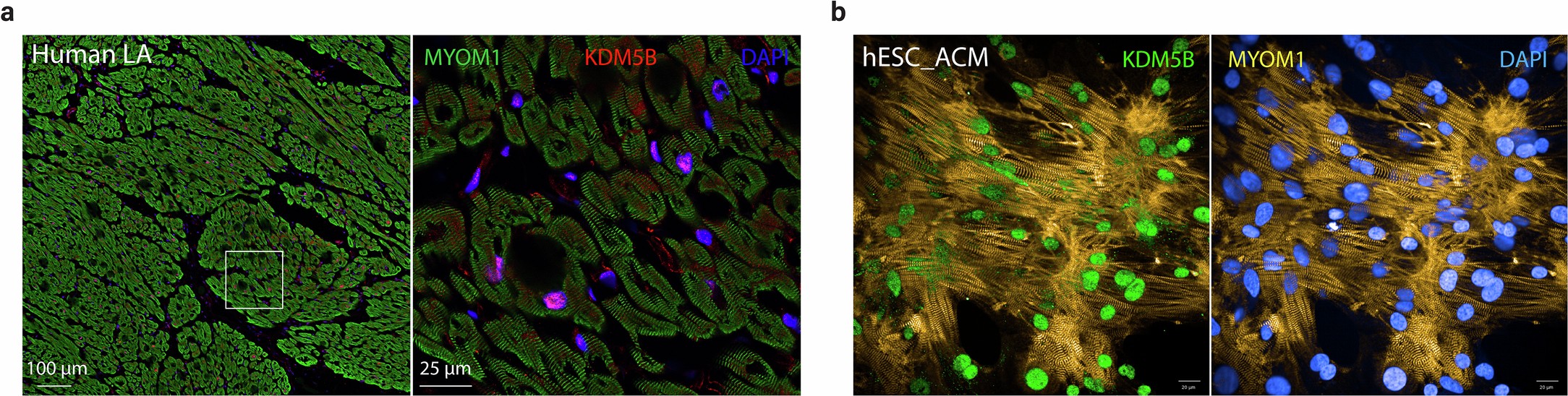 Extended Data Fig. 8