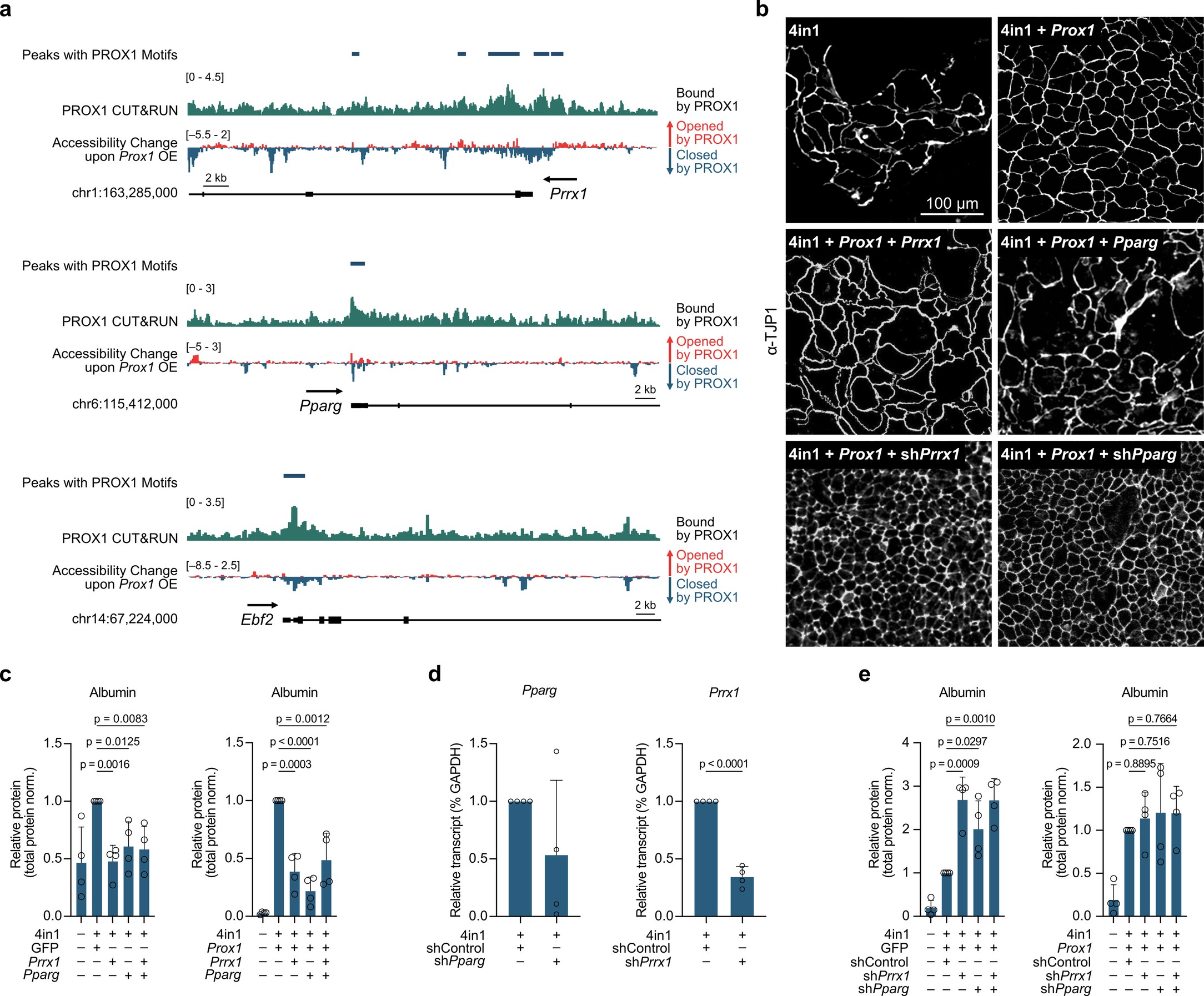 Extended Data Fig. 8: Prrx1 and Pparg are key PROX1 target genes during iHep reprogramming.