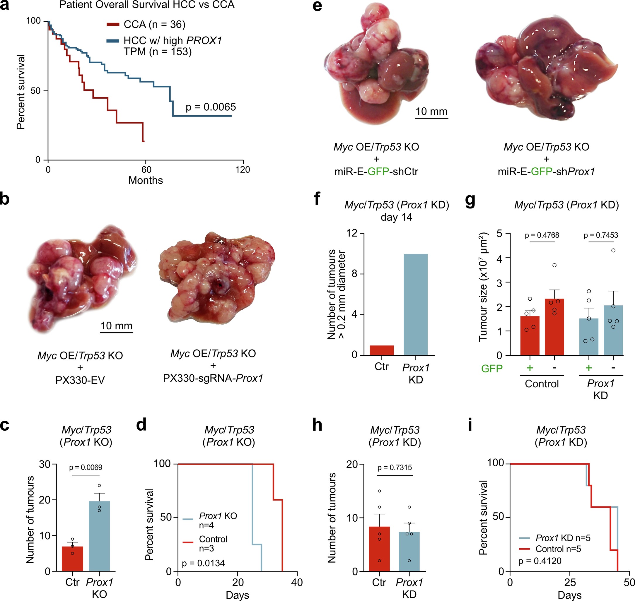Extended Data Fig. 9: PROX1 loss can enhance HCC liver tumor formation in mice.