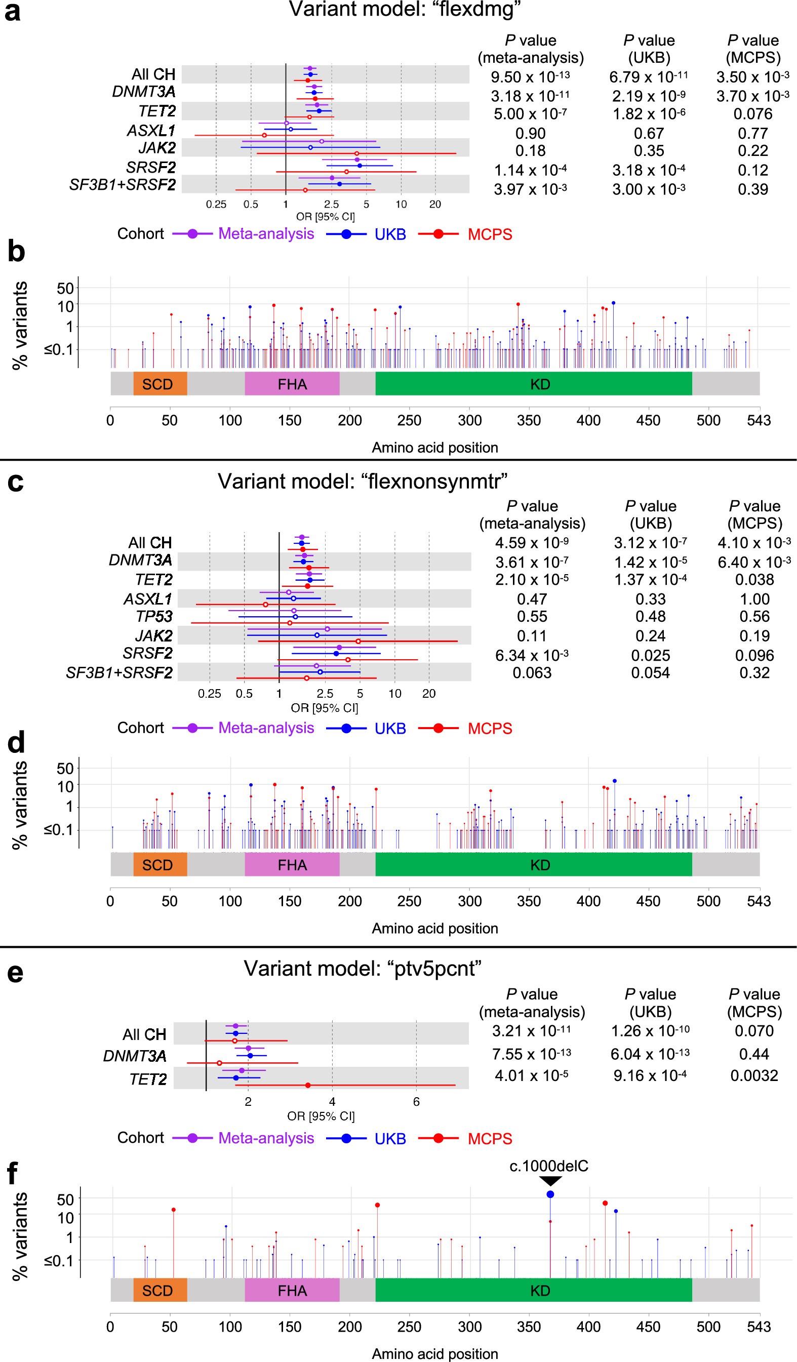 Extended Data Fig. 10: Rare CHEK2 variant burden association meta-analysis across Mexico City Prospective Study (MCPS) and UK Biobank (UKB).
