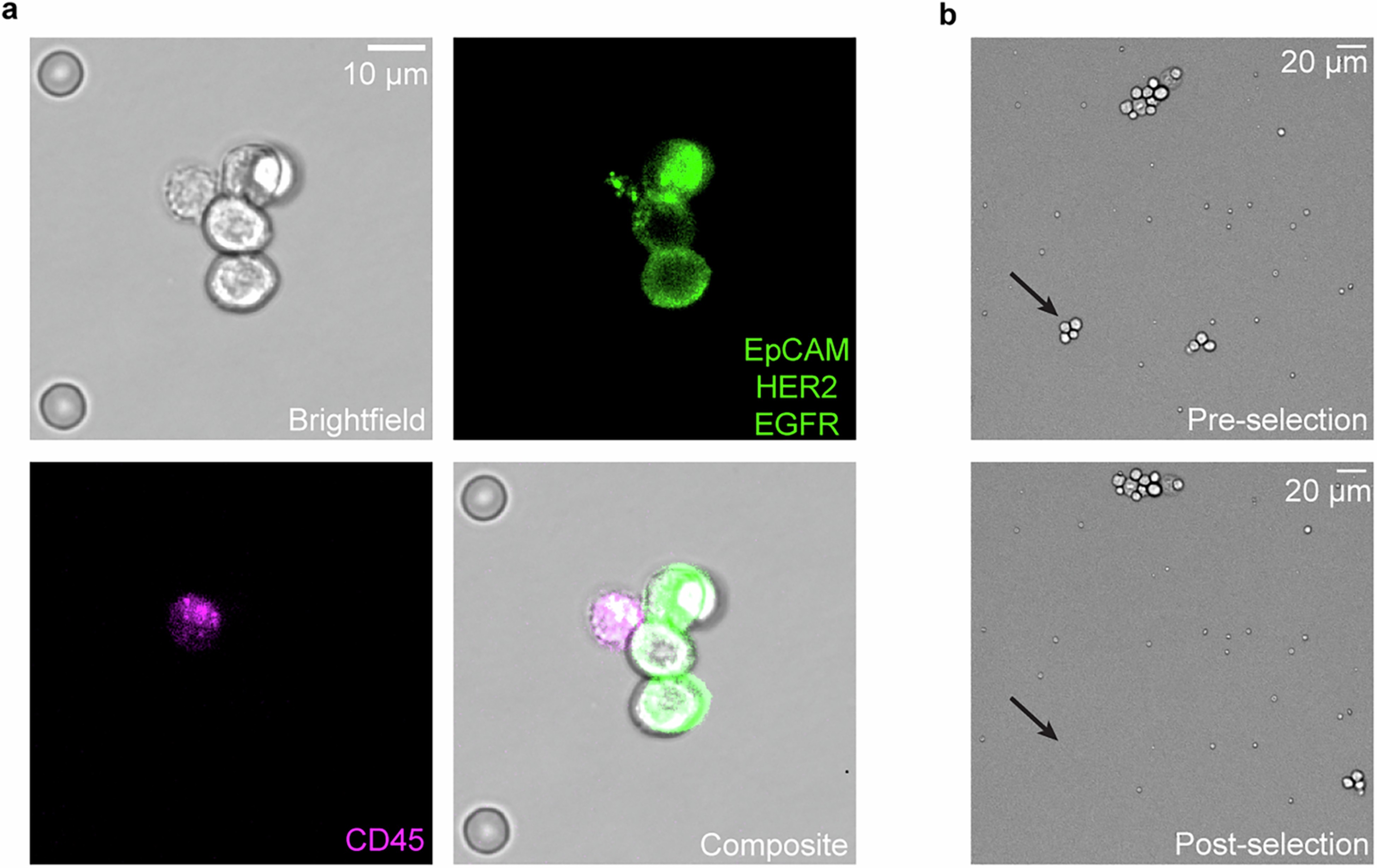 Extended Data Fig. 1