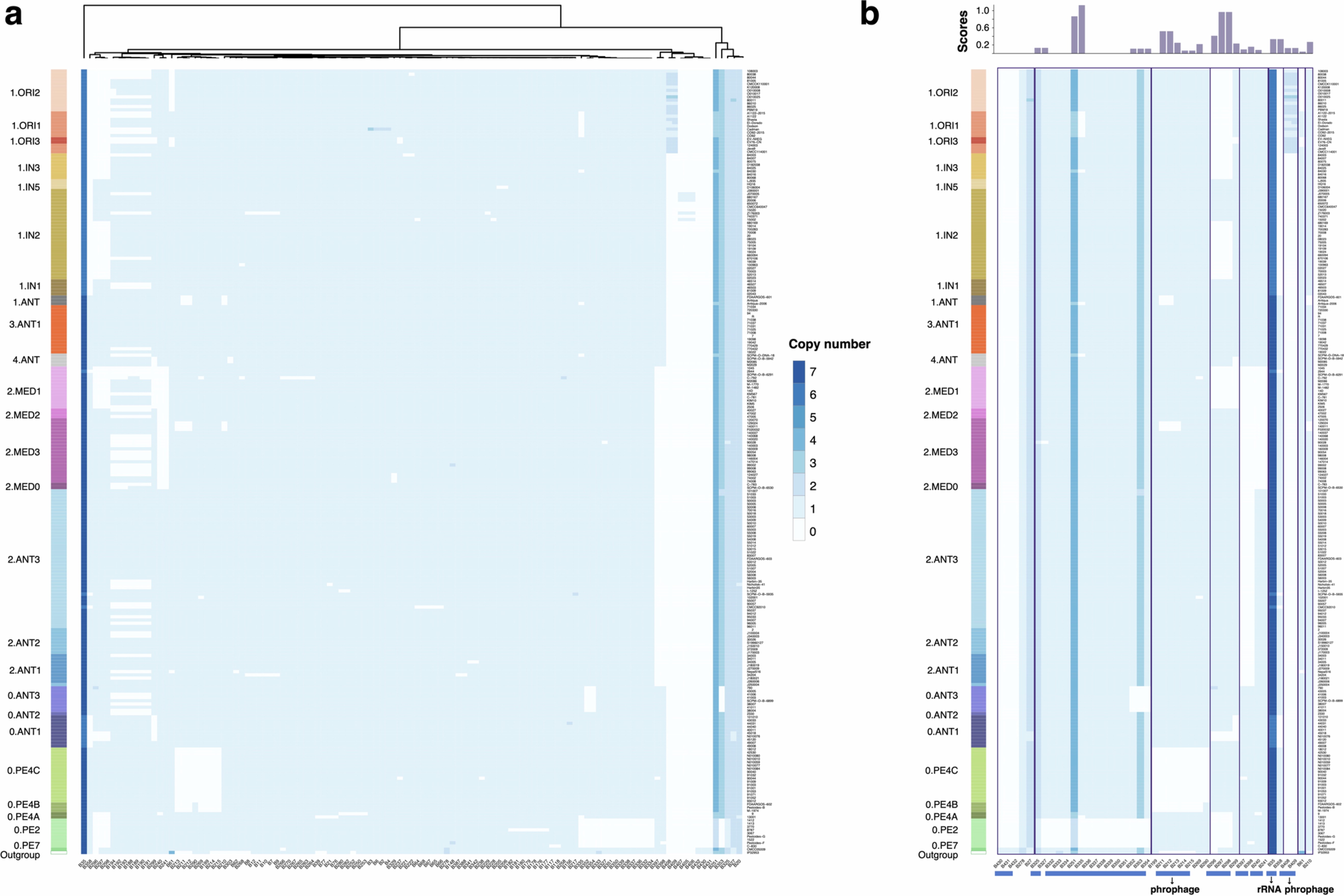 Extended Data Fig. 2: Synteny blocks dynamics in Y. pestis.