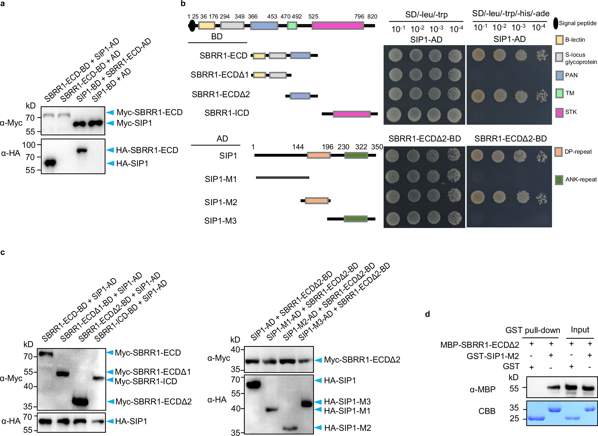 Extended Data Fig. 8: The PAN domain of SBRR1 and the DP-repeat domain of SIP1 are required for their interaction in the Y2H assay.