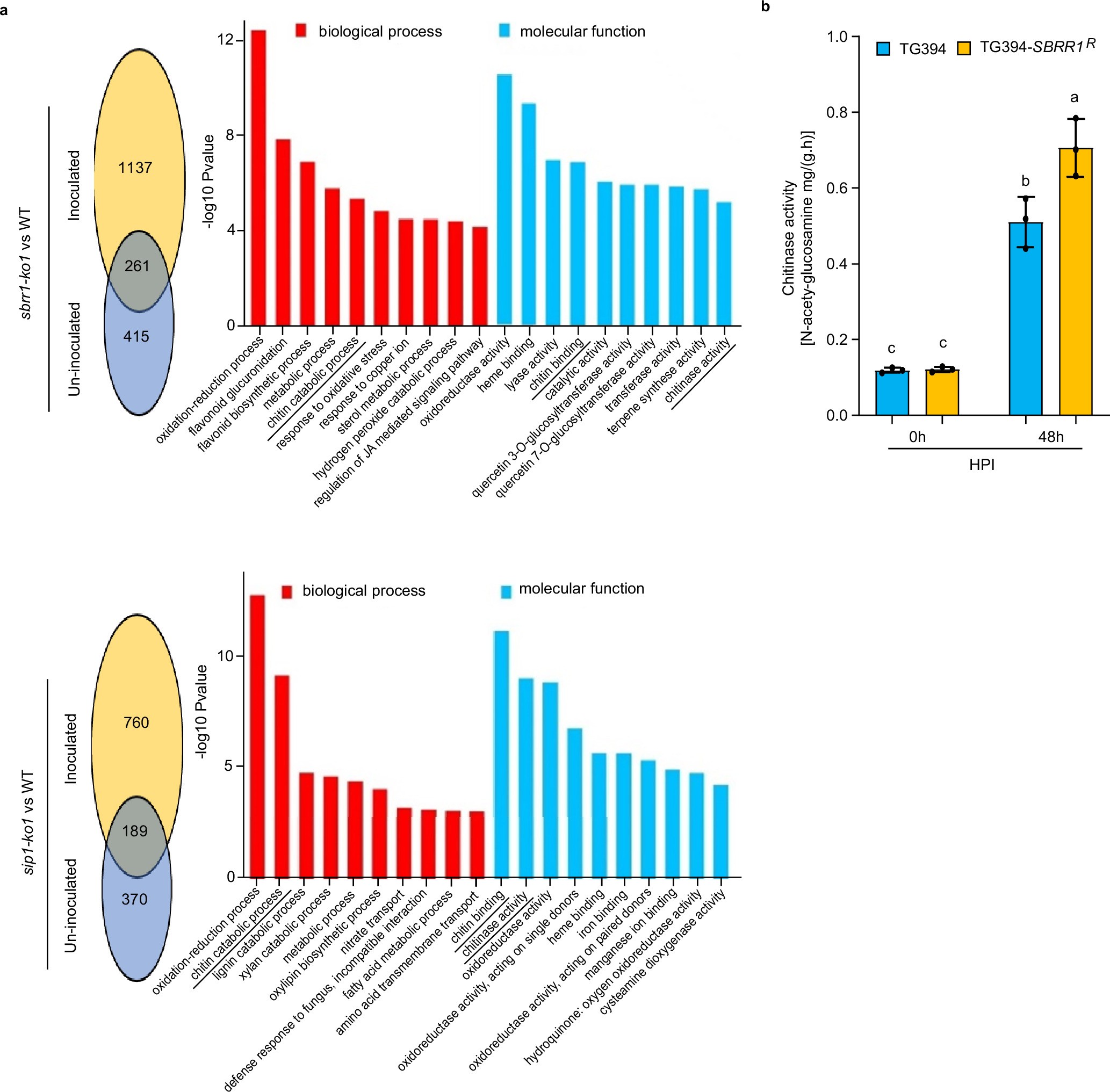 Extended Data Fig. 10: Go analysis of RNA-seq transcript profiles between sbrr1-ko1 or sip1-ko1 and WT, and Chitinase activities in TG394 and TG394-SBRR1R.