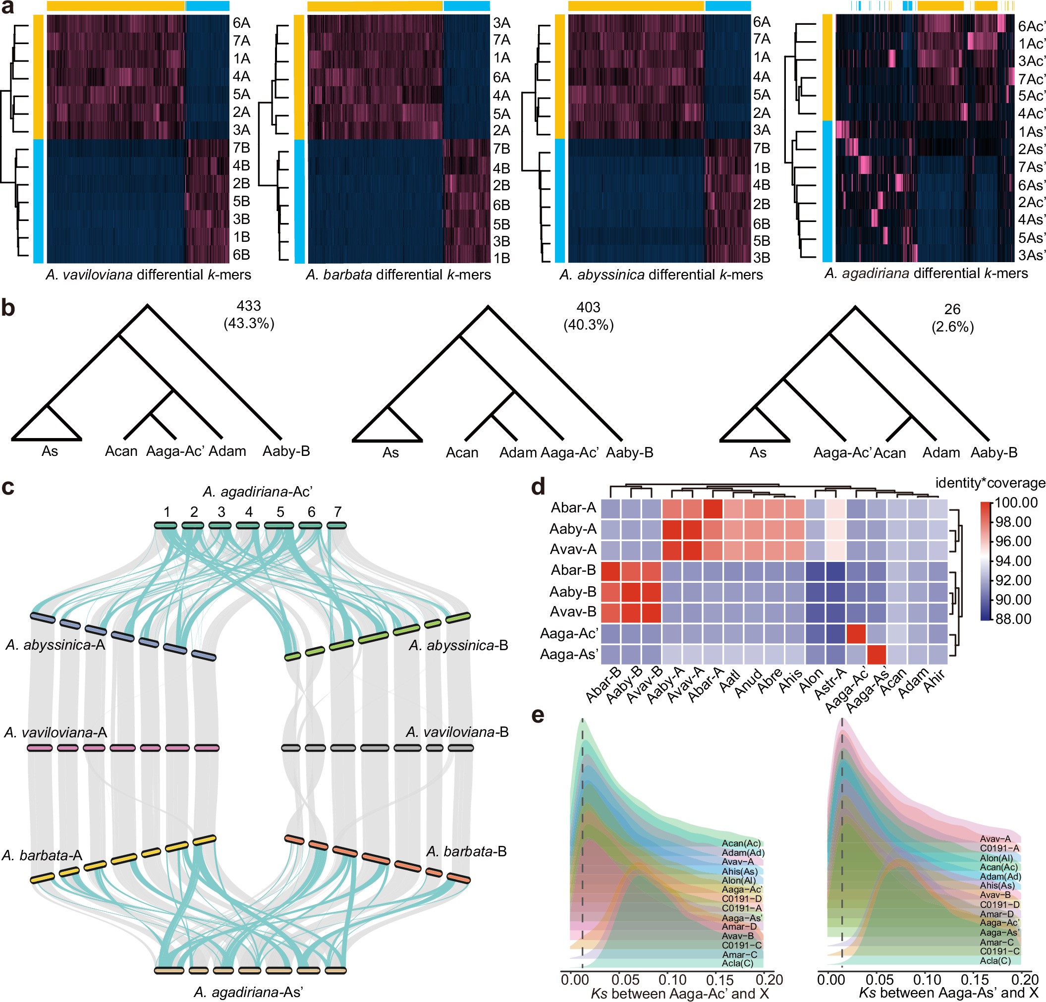 Extended Data Fig. 4: The divergent genome composition between A. agadiriana and AABB tetraploid species.