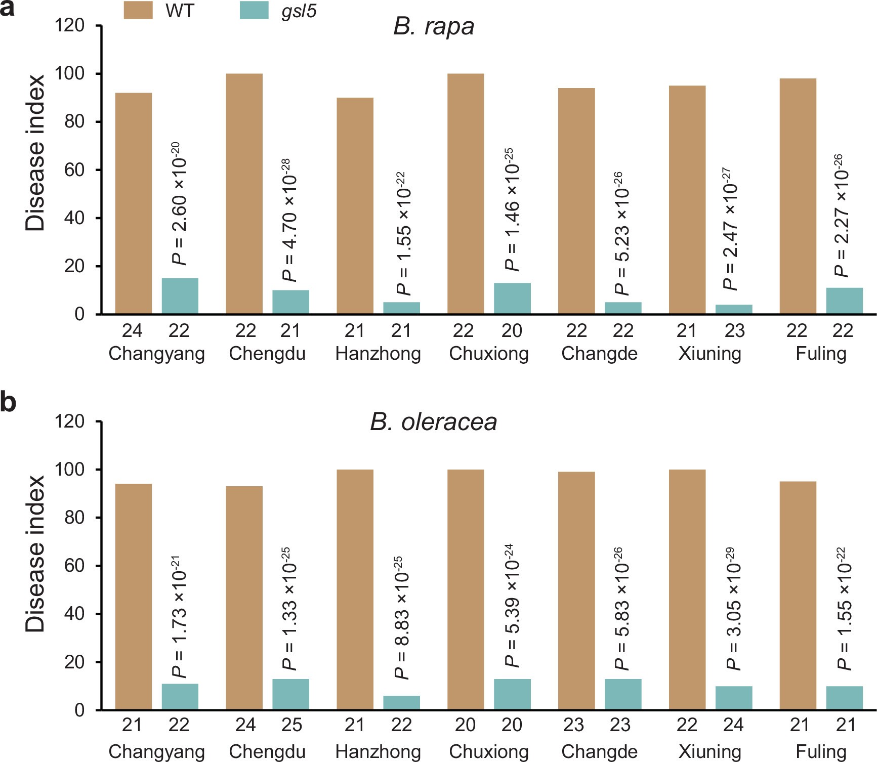 Extended Data Fig. 4: Resistance test of GSL5 inactivation against multiple P. brassicae pathotypes in B. rapa and B. oleracea.