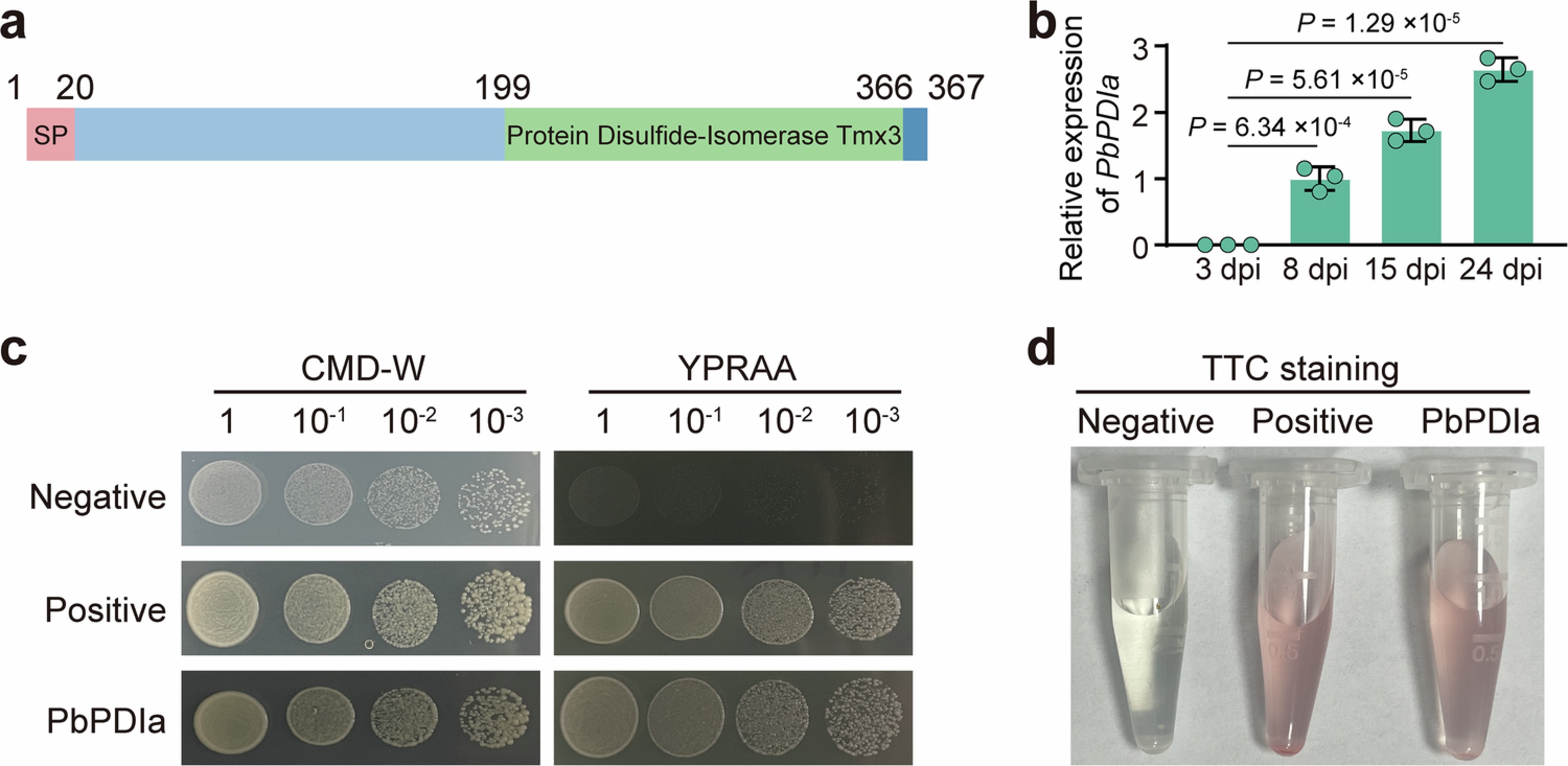 Extended Data Fig. 8: Molecular characterization of Pb effector PbPDIa.