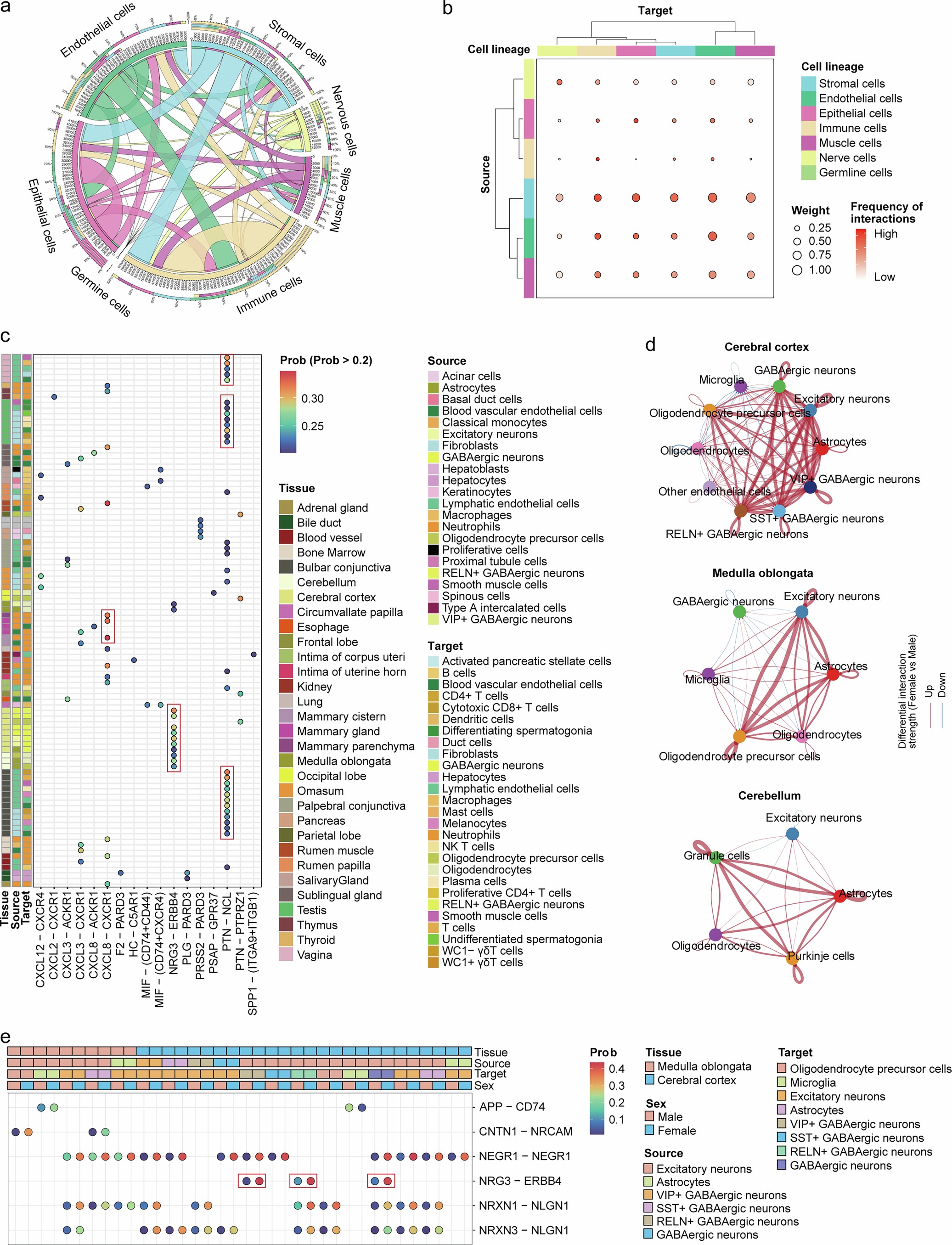 Extended Data Fig. 2: Dynamics of cell-cell communication networks in cattle.
