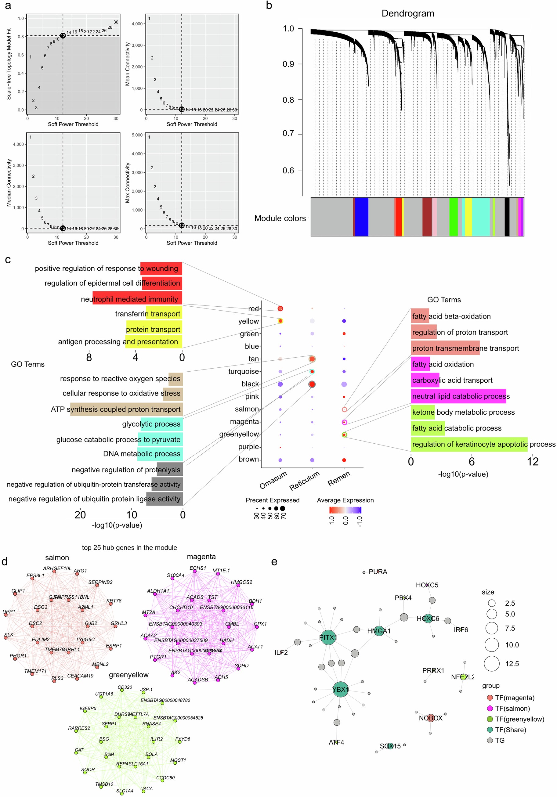 Extended Data Fig. 8: Heterogeneity of spinous cells across three forestomaches.