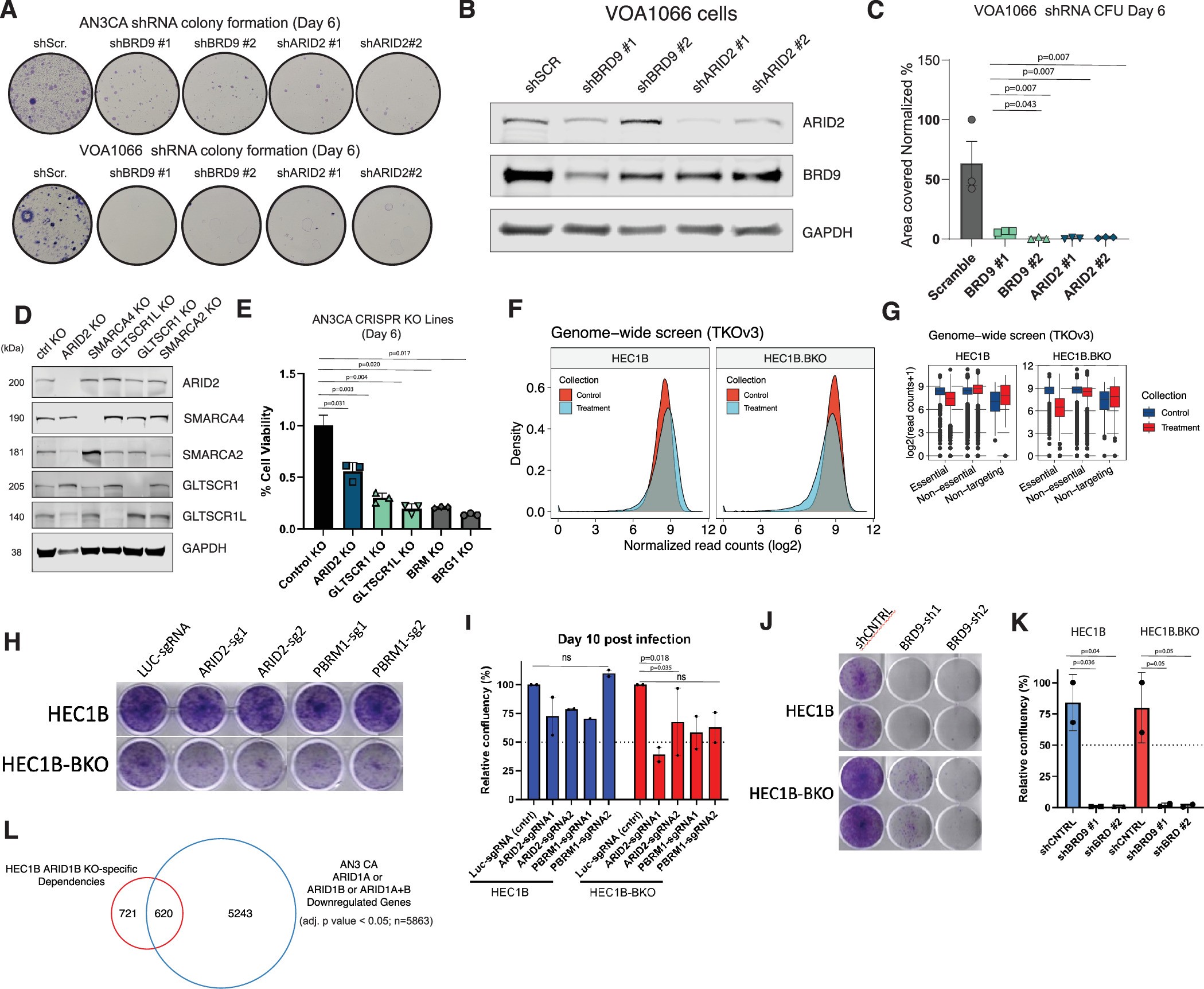 Extended Data Fig. 5: Cell proliferation assays and CRISPR screening in cBAF-disrupted endometrial cell lines.