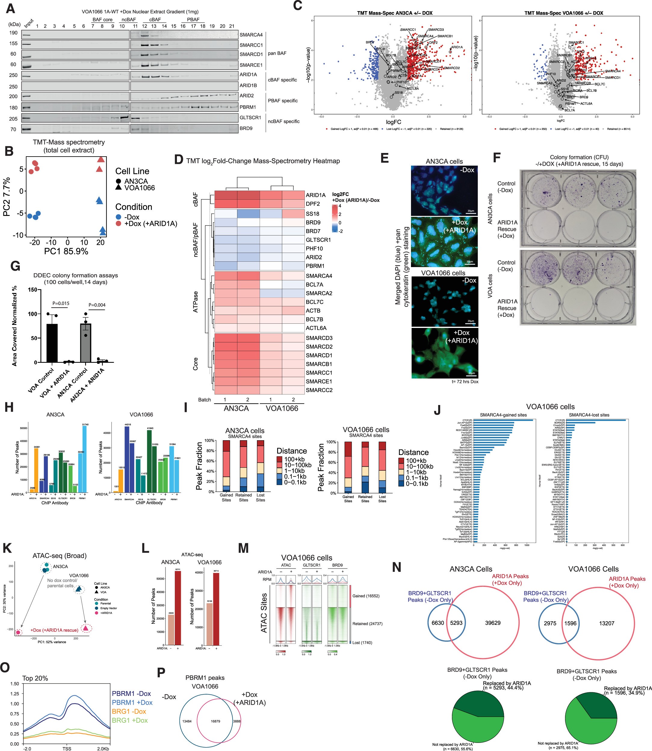 Extended Data Fig. 2: cBAF reassembly controls genome-wide redistribution of mSWI/SNF distribution and chromatin accessibility in DDEC cells.