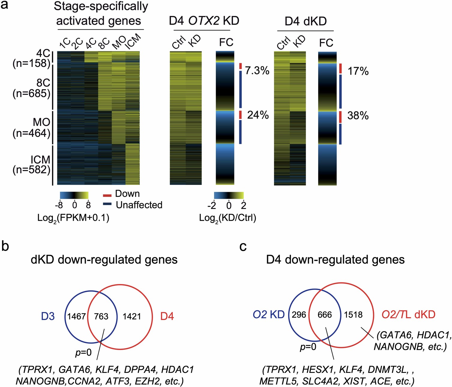 Extended Data Fig. 10: Impacts of OTX2/TPRXL dKD for gene expression on day 4.