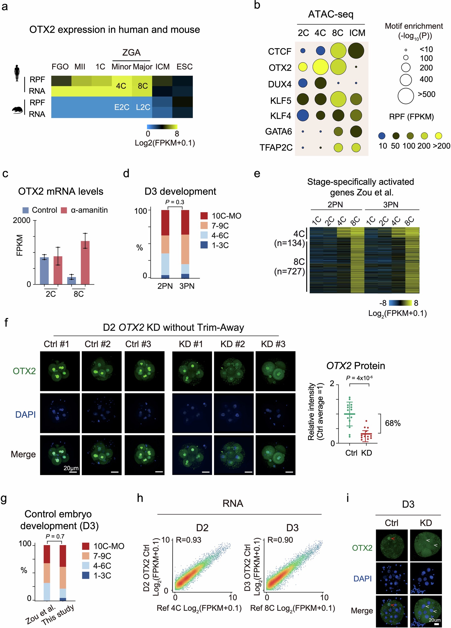 Extended Data Fig. 1: OTX2 is required for proper human early development.