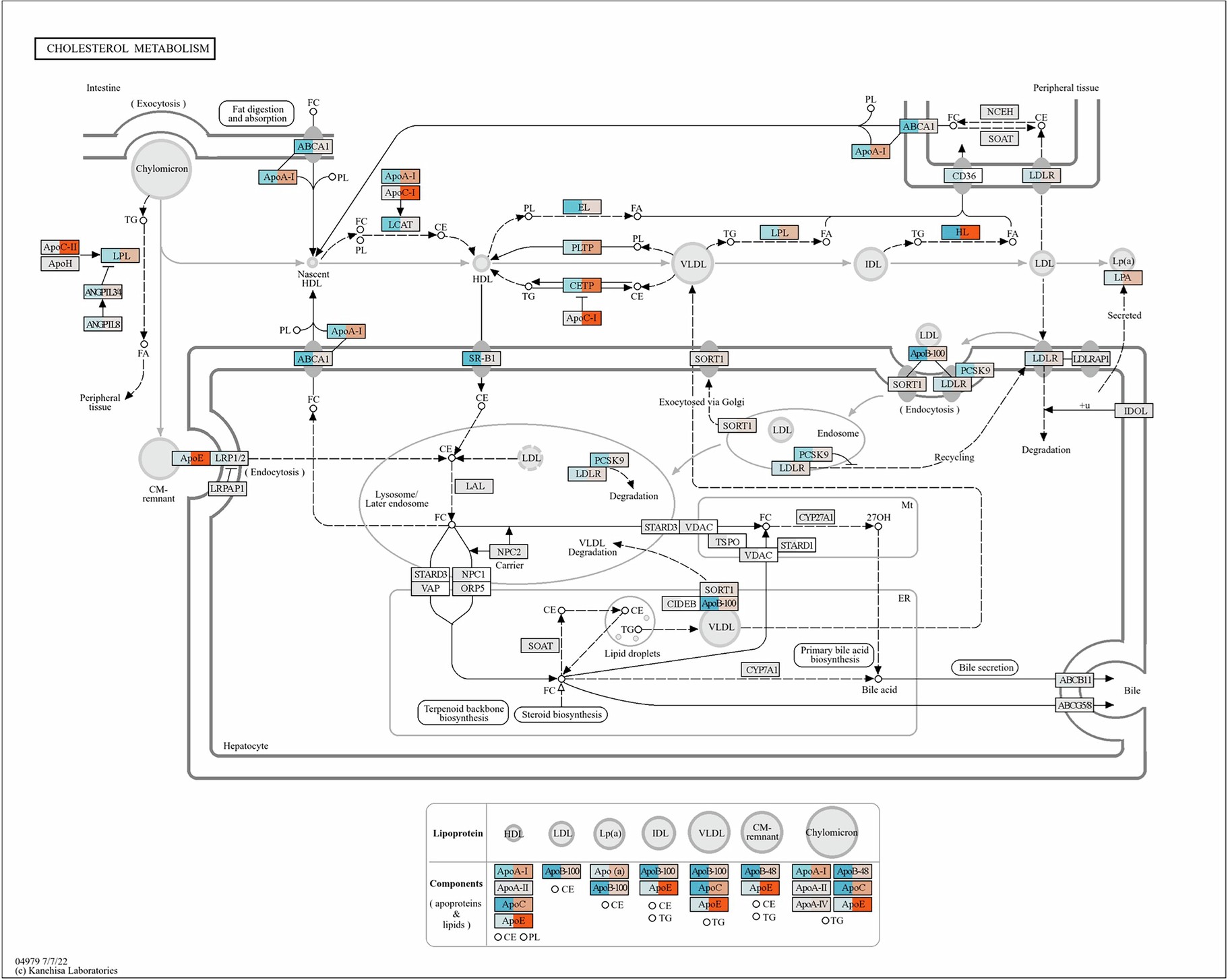 Extended Data Fig. 8: Rare and common variant convergence in metabolic genes.