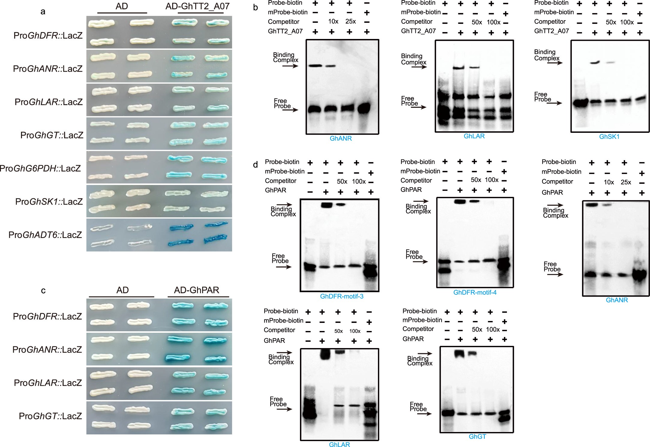Extended Data Fig. 4: The downstream genes regulated by GhTT2_A07 and GhPAR.