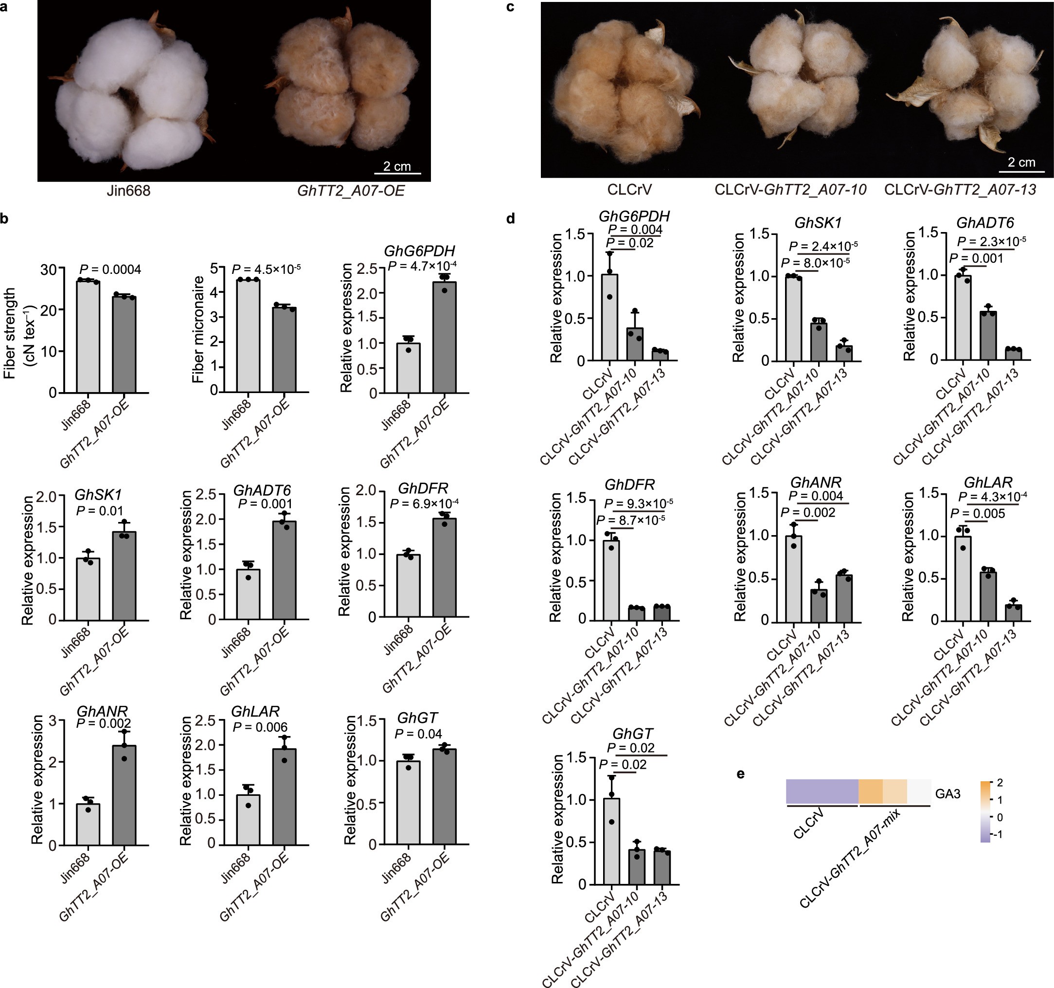 Extended Data Fig. 5: Characterization of GhTT2_A07 genetic engineered lines.