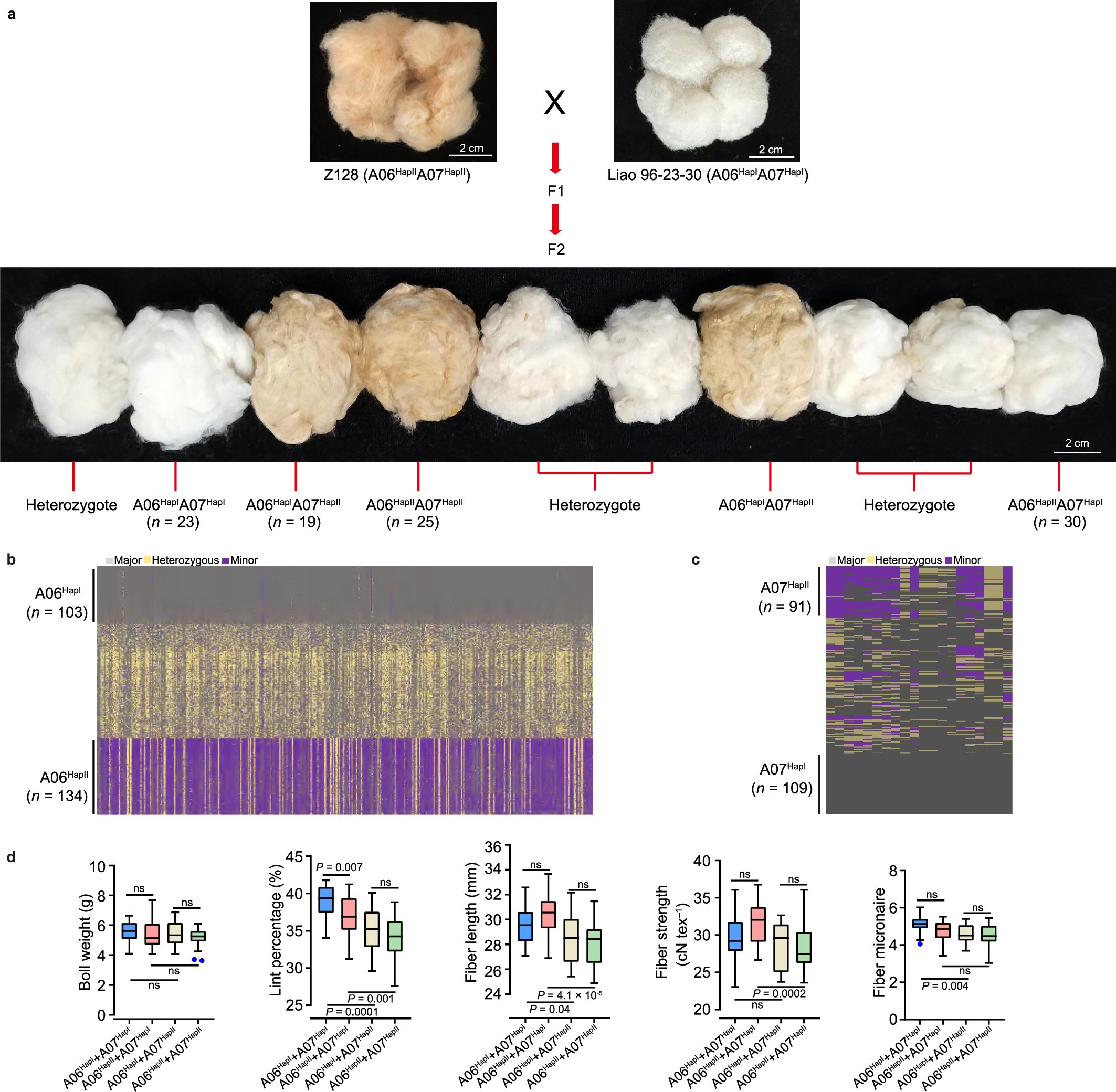 Extended Data Fig. 10: Haplotype combination effects of ME_A06 and ME_A07 loci in the F2 population.