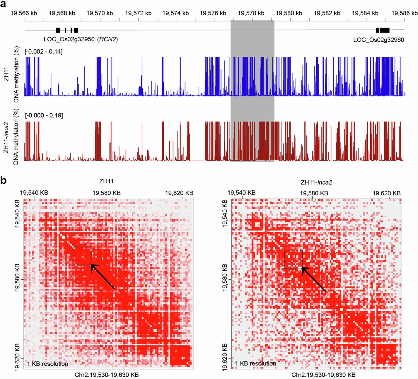 Extended Data Fig. 5: The effects of the inca2 allele on DNA methylation and long-range chromatin interactions.