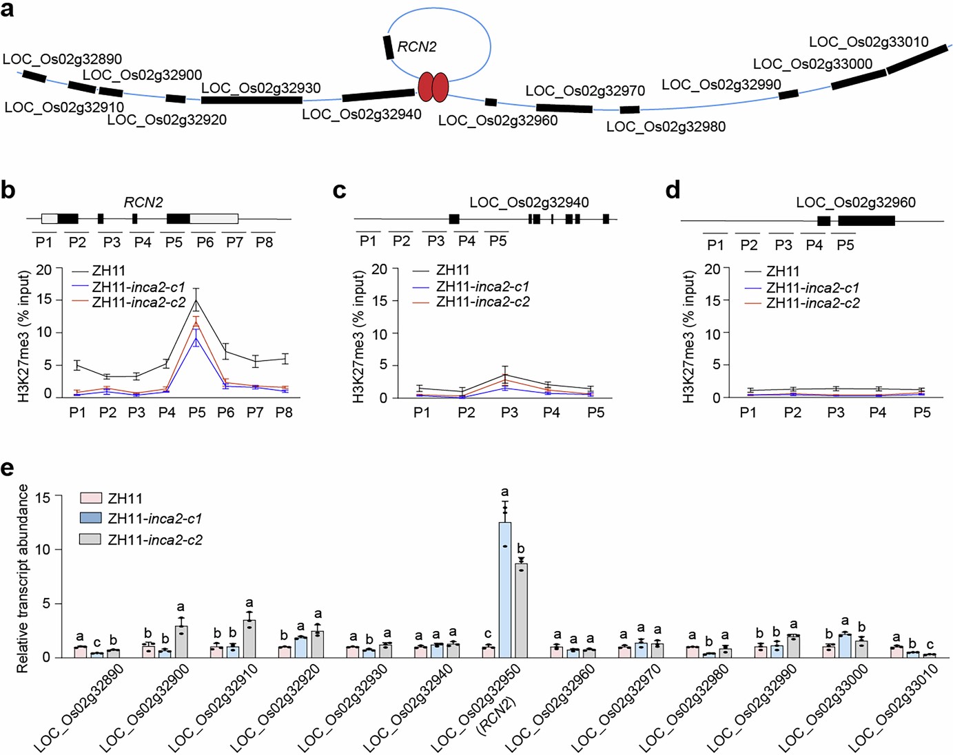 Extended Data Fig. 7: The chromatin loop structure is associated with allelic-specific expression of RCN2.