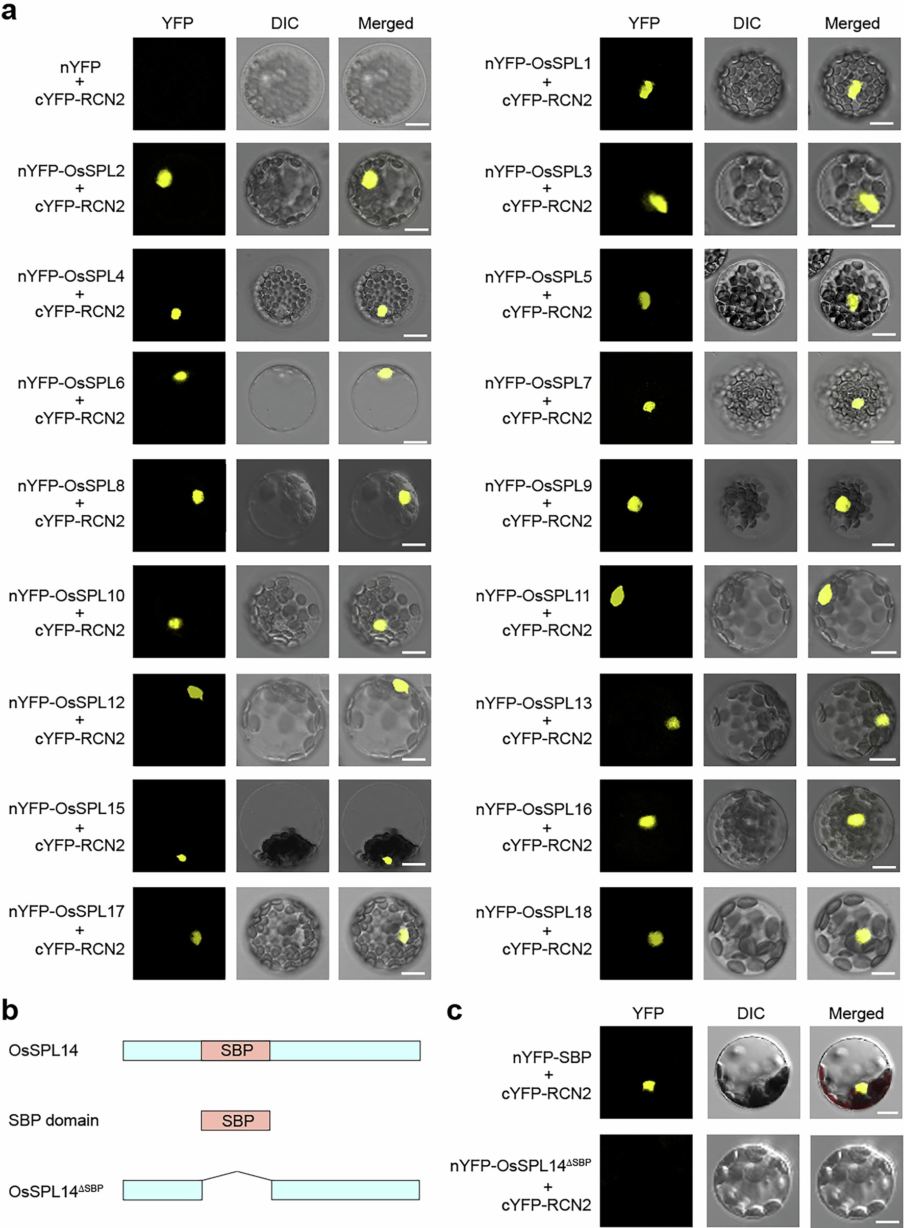Extended Data Fig. 9: RCN2 interacts with rice SPL family proteins through the SBP domain.
