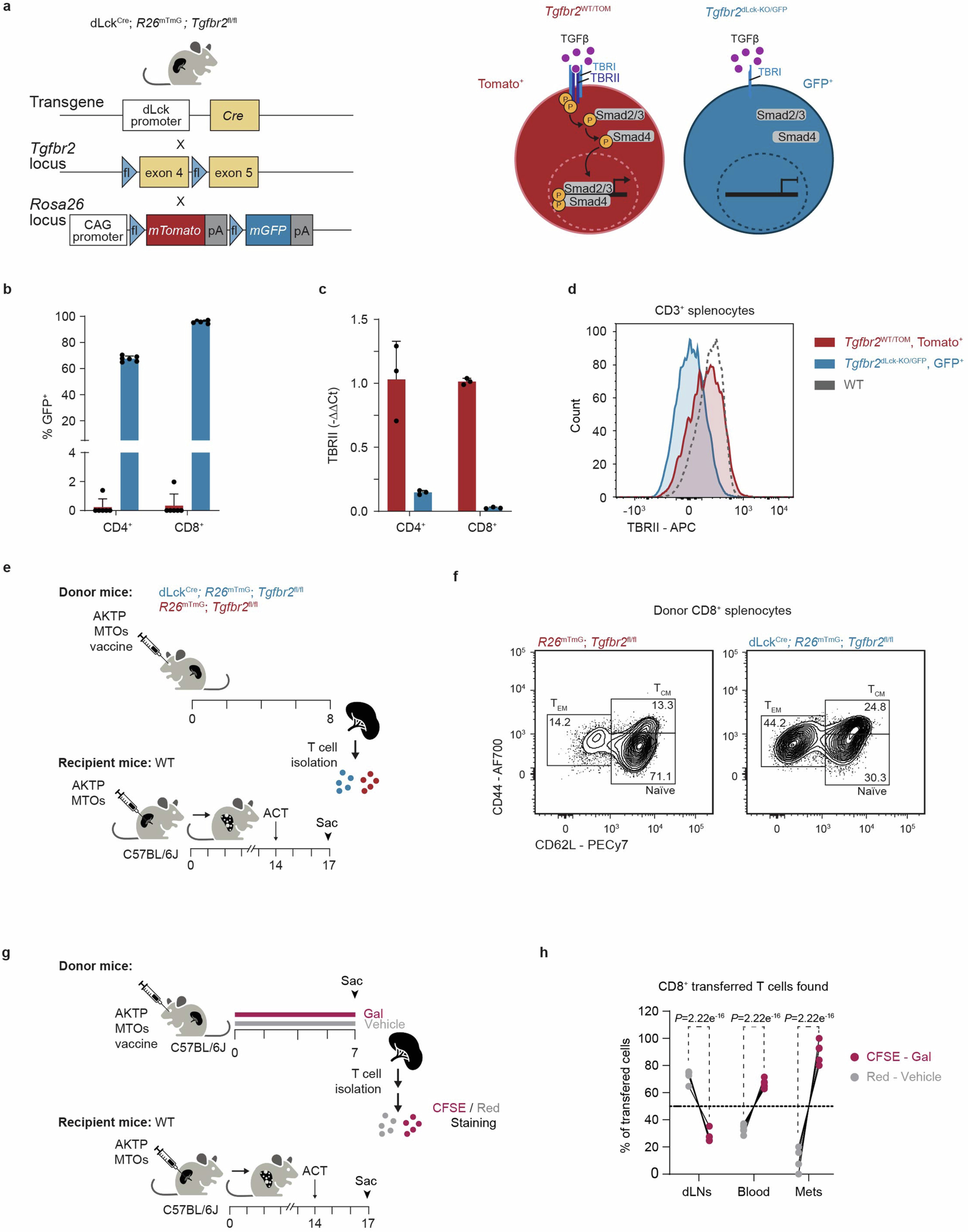Extended Data Fig. 4: Genetically targeting TGF-β signaling in T cells.