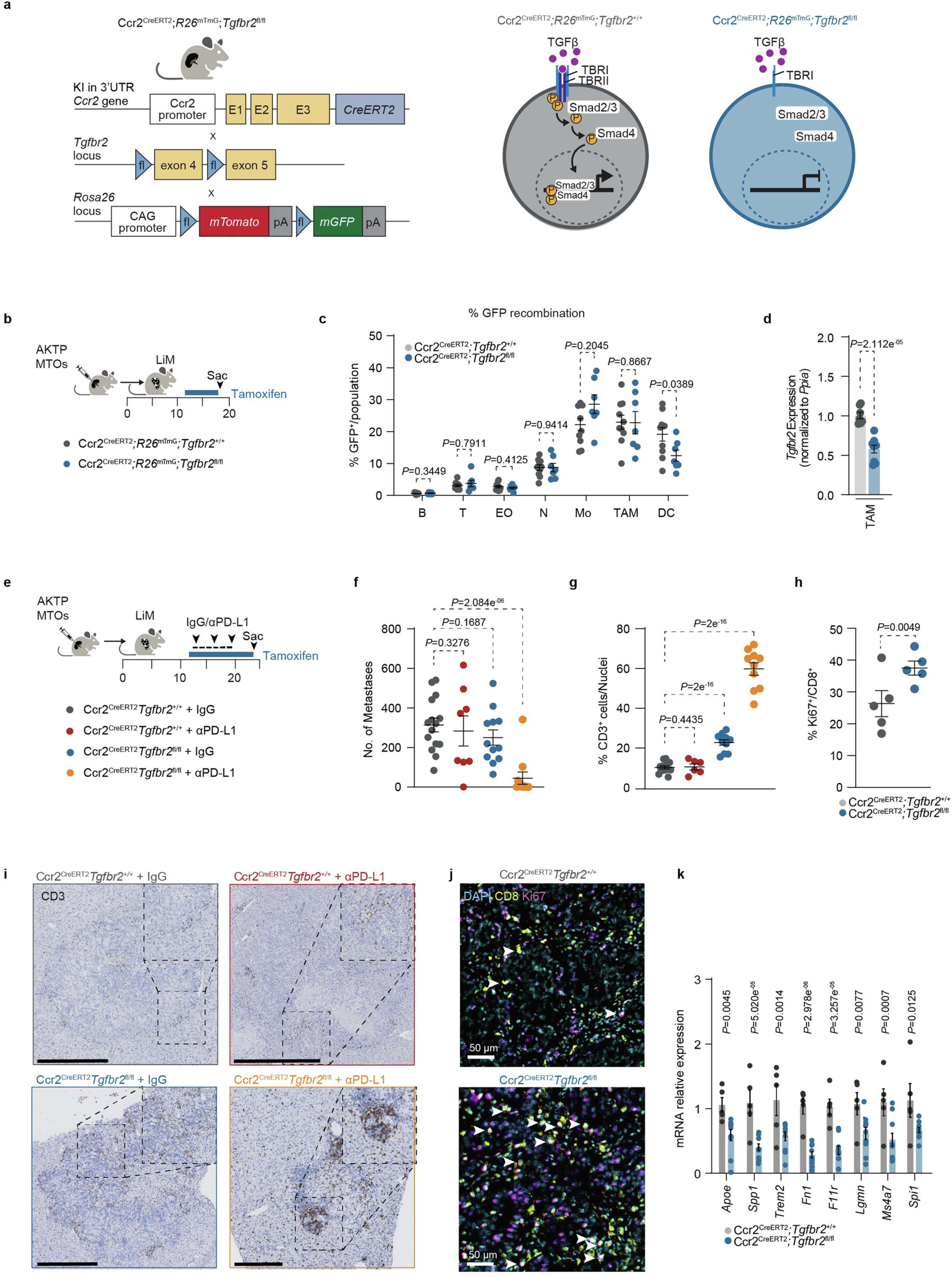 Extended Data Fig. 8: Dual targeting of Tgfbr2 in CCR2+ Myeloid Cells and ICB induces tumor regression via T cell expansion and downregulation of immunosuppressive TAM signatures.