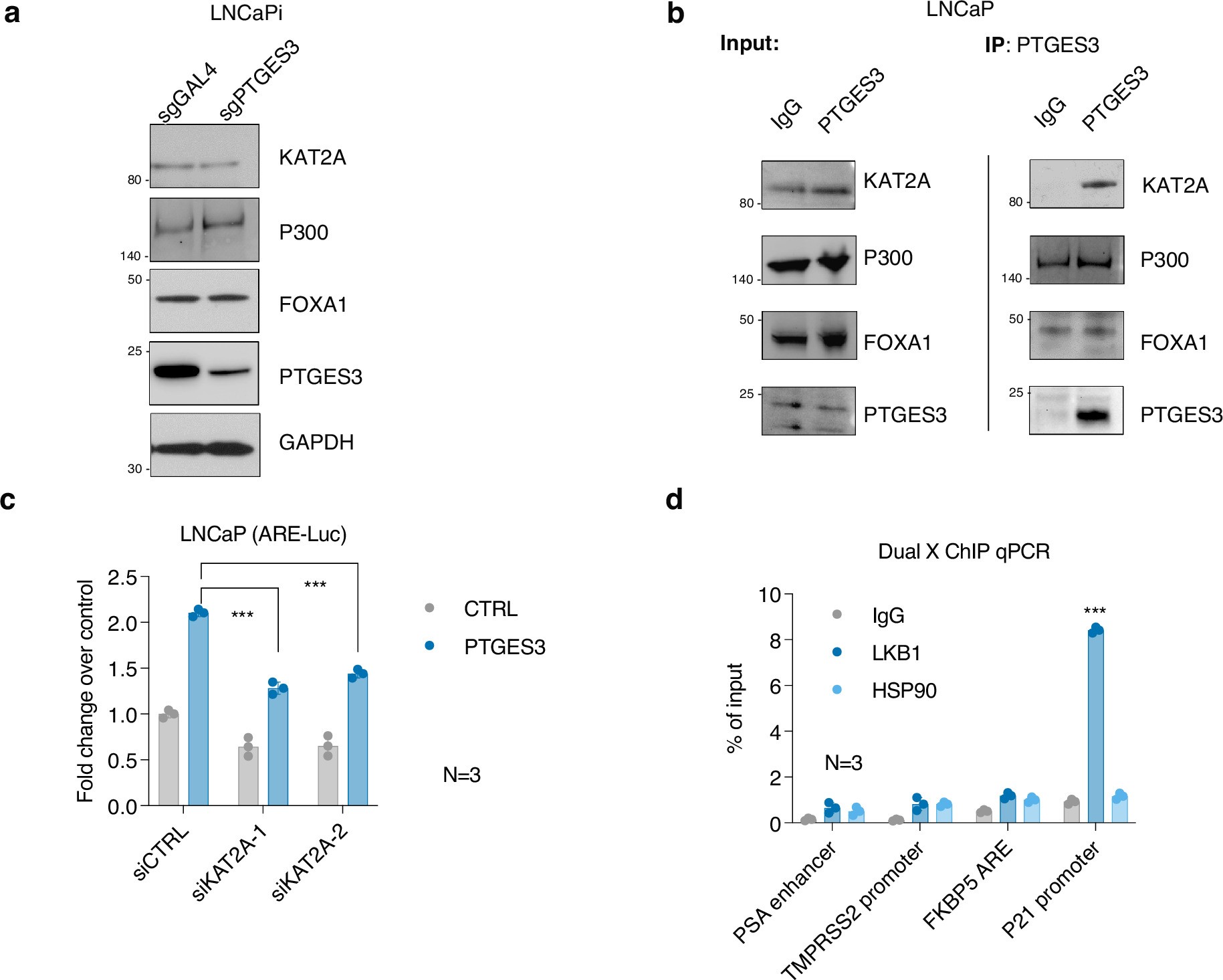 Extended Data Fig. 8: PTGES3 potentially interacts with histone acetyltransferase KAT2A.