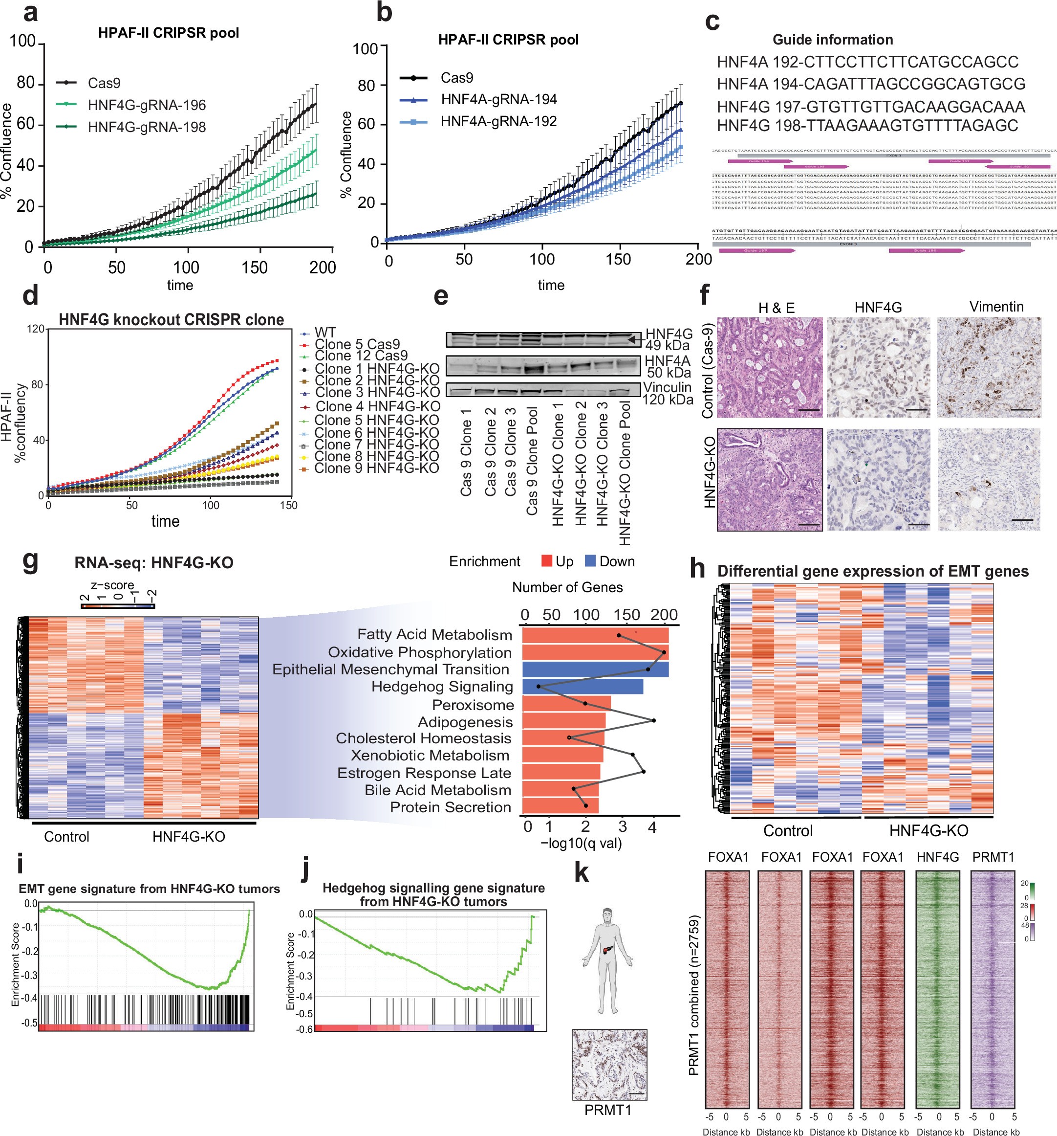 Extended Data Fig. 3: HNF4G-KO results in significant changes in the transcriptome analysis.