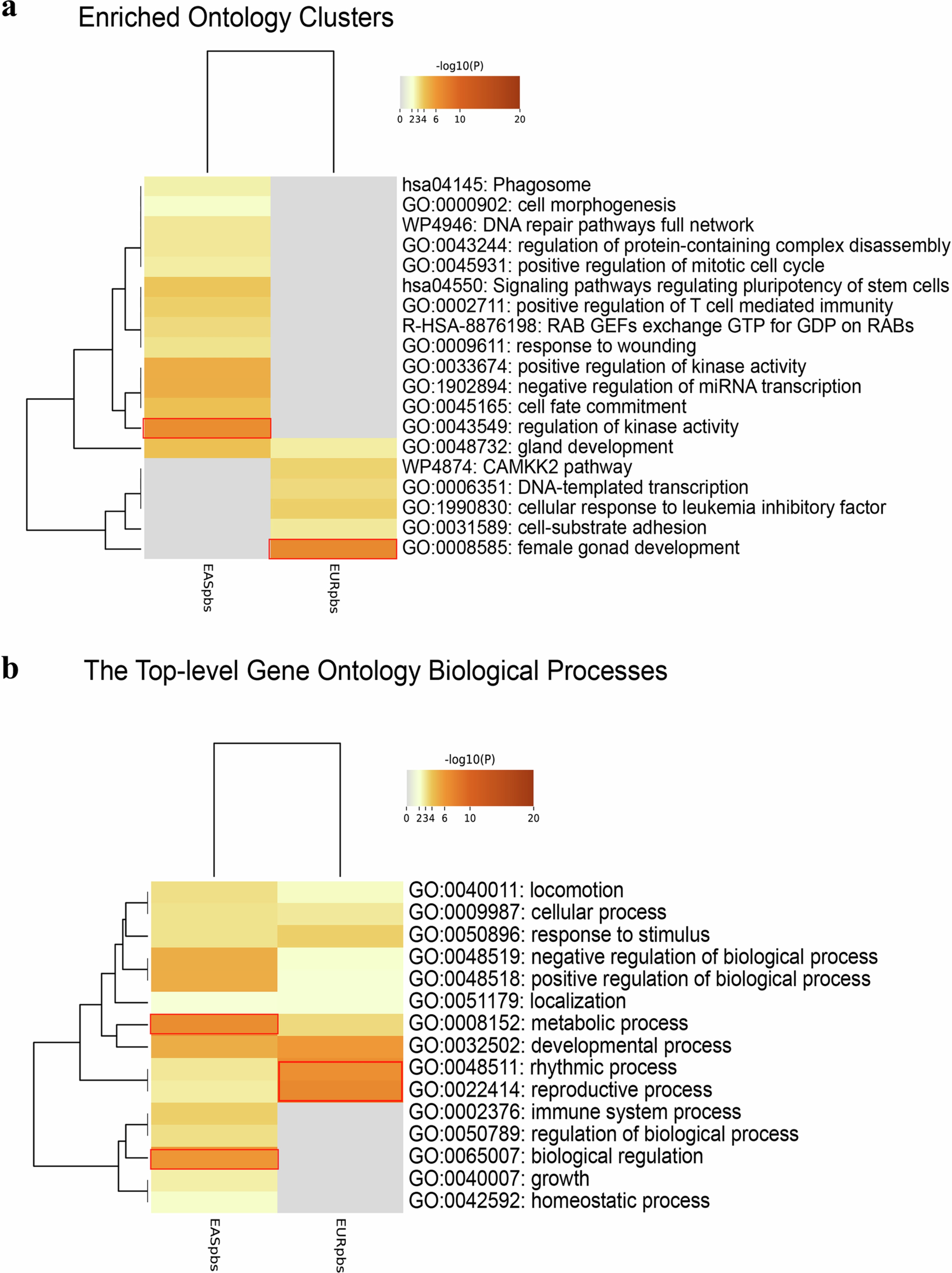 Extended Data Fig. 4: Enriched biological processes in polycystic ovary syndrome associated genes.