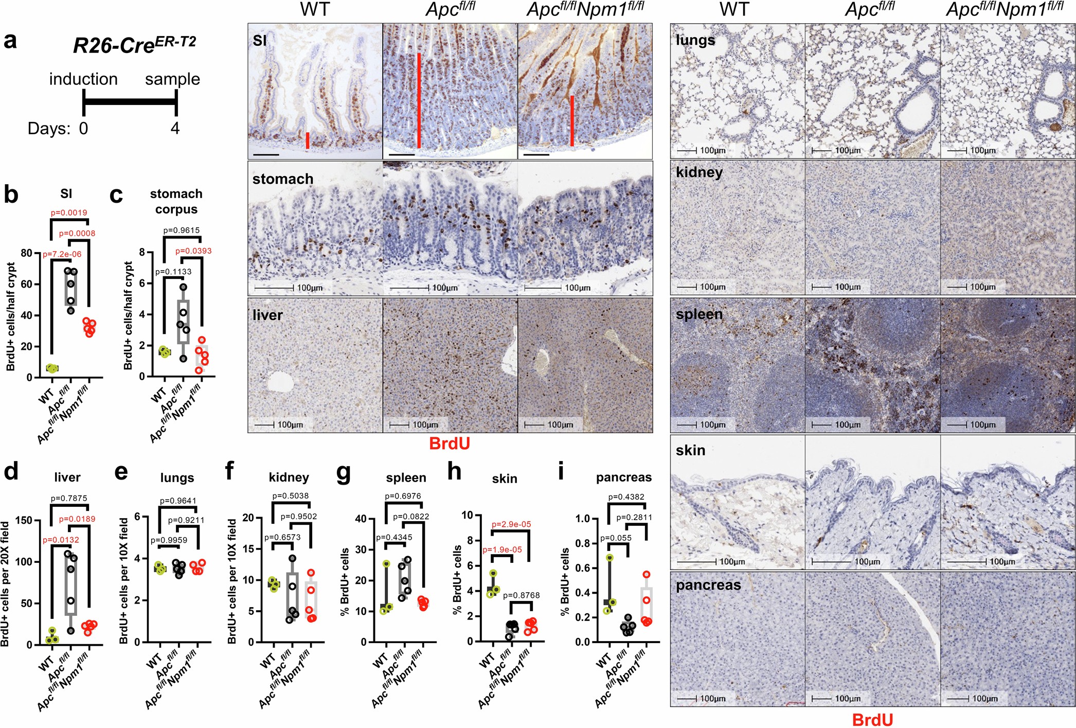 Extended Data Fig. 3: NPM1 is required for WNT-driven proliferation in WNT-permissive tissues.