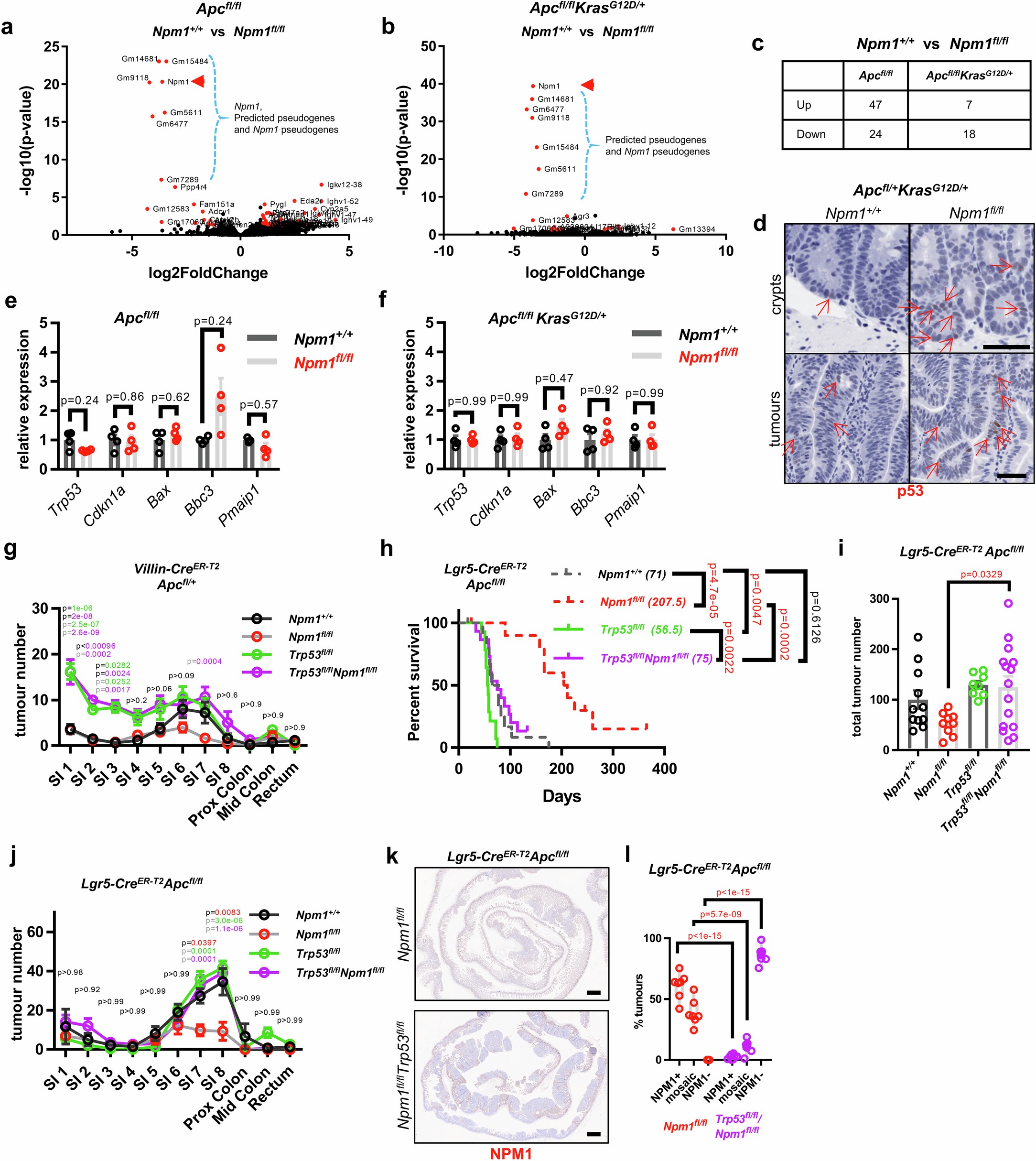 Extended Data Fig. 6: Post-transcriptional activation of p53 mediates the survival benefit of NPM1 loss in WNT-driven CRC models.