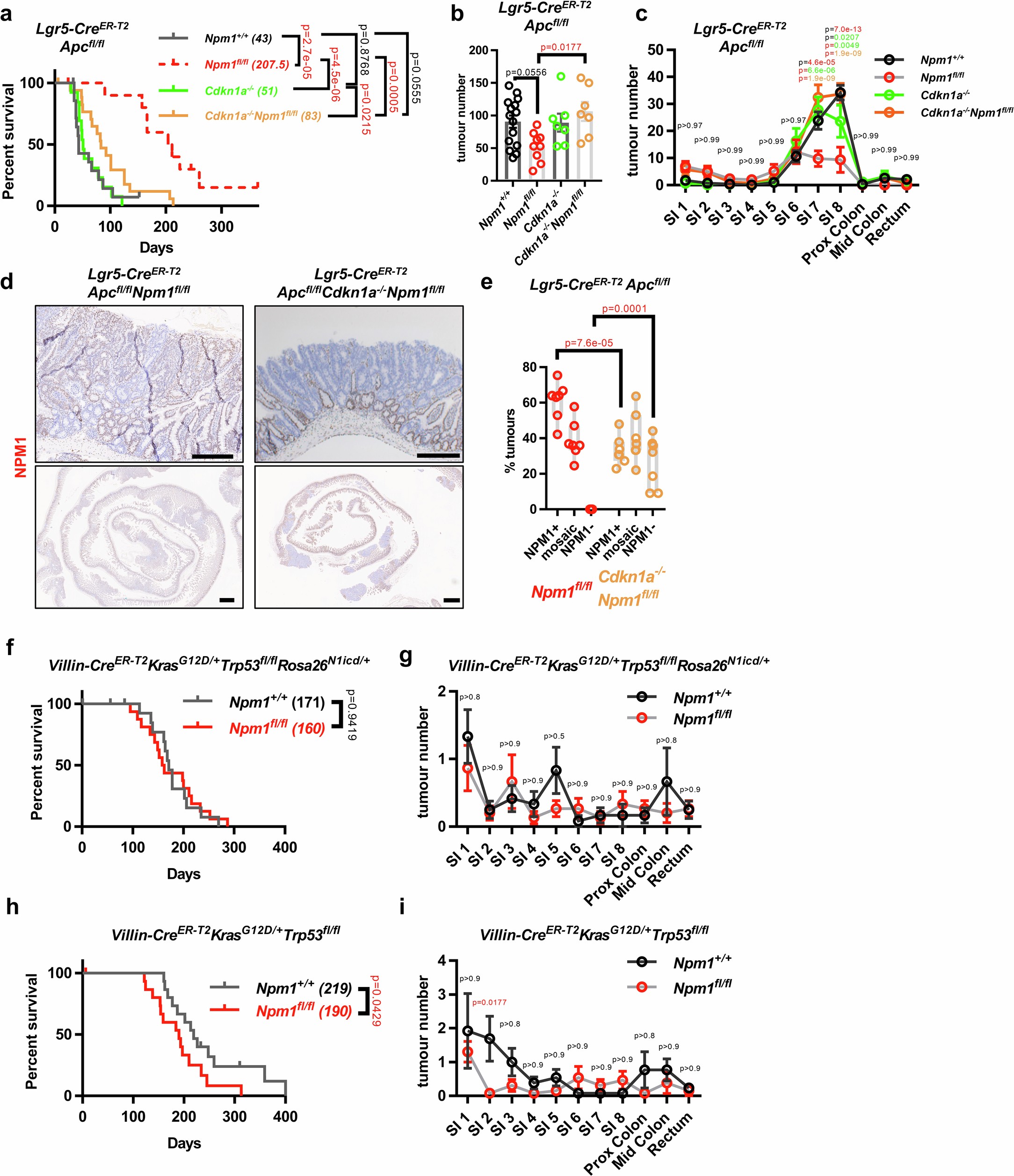 Extended Data Fig. 7: Cdkn1a deletion abrogates the survival benefit of NPM1 loss in WNT-driven CRC models.