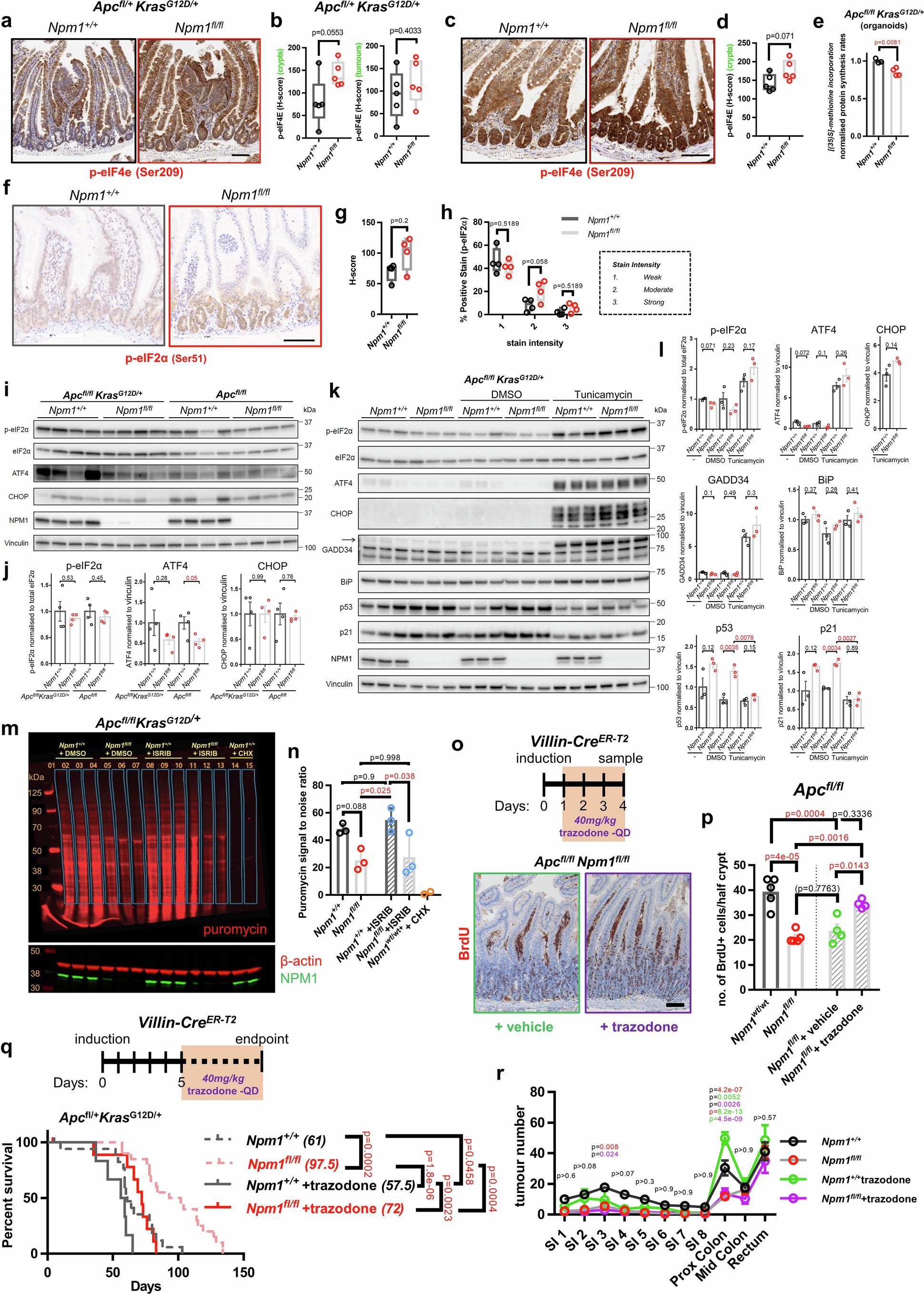 Extended Data Fig. 9: NPM1 loss affects the translation pathway.