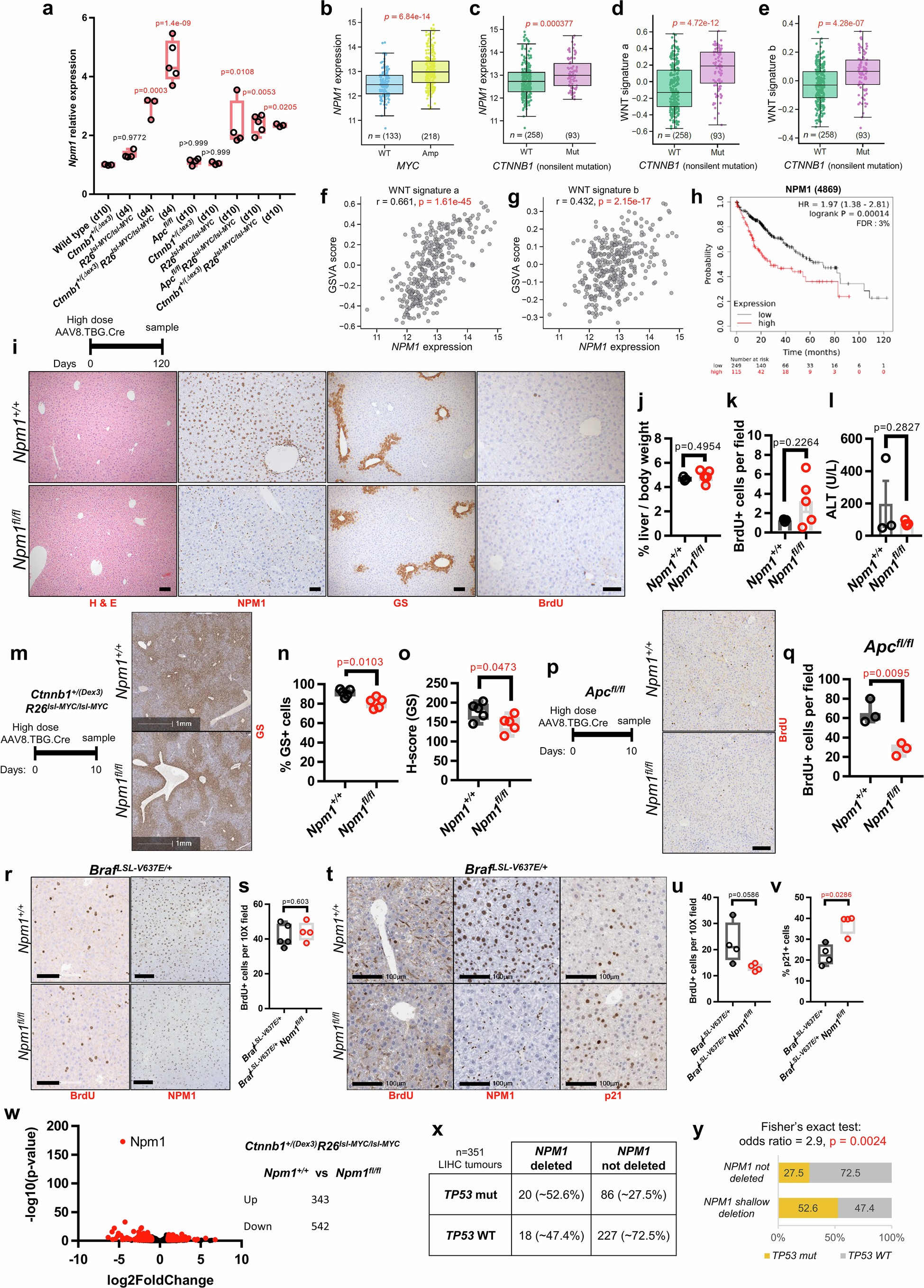 Extended Data Fig. 10: NPM1 is overexpressed in HCC and required for WNT-driven hepatocyte proliferation.