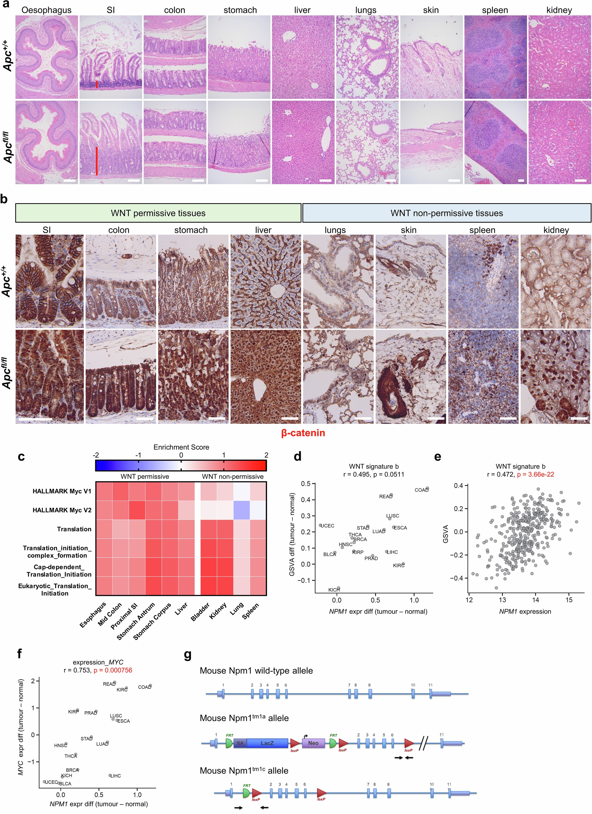 Extended Data Fig. 1: NPM1 expression correlates with WNT and MYC activation in cancer patients.