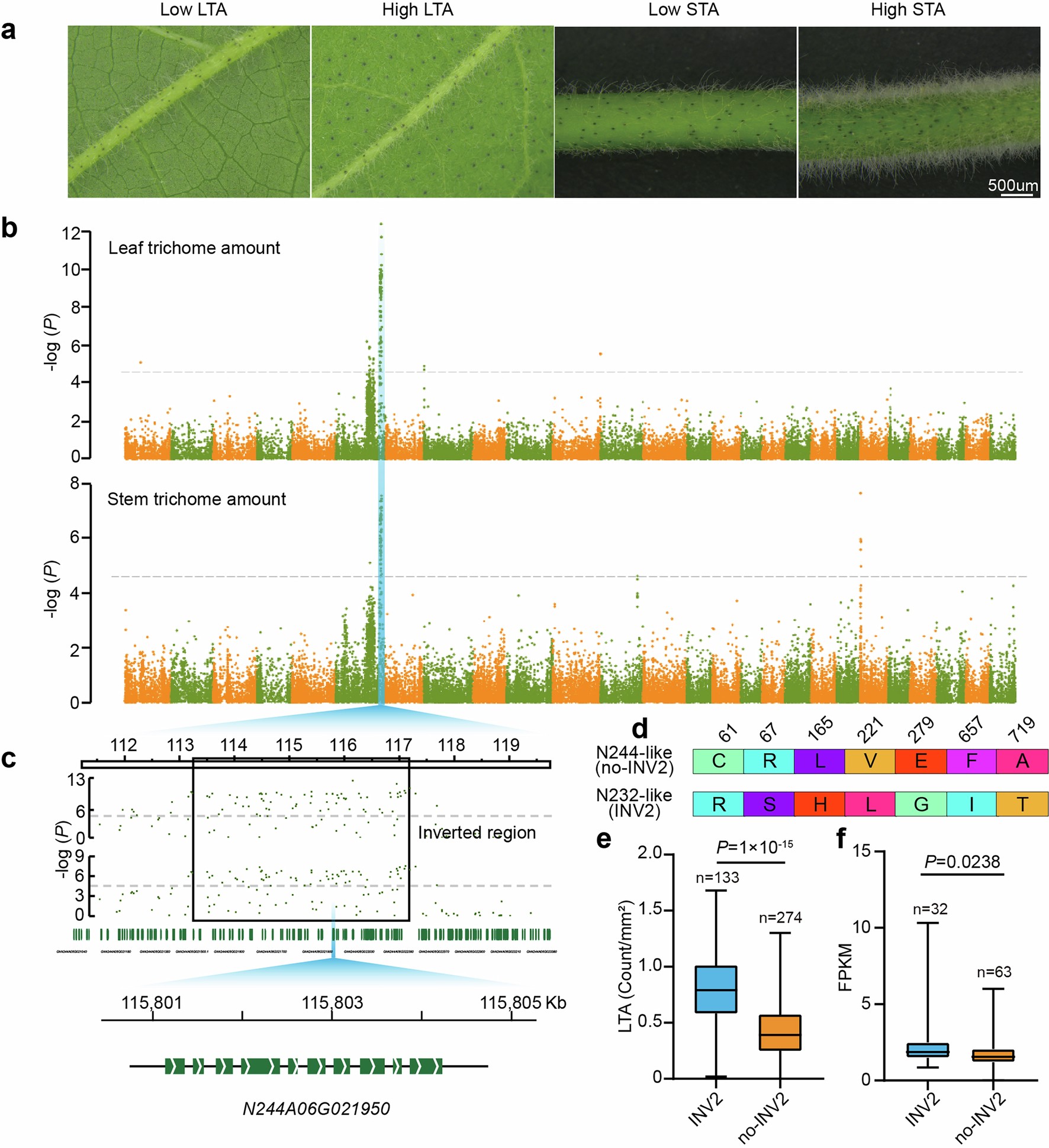 Extended Data Fig. 9: Impact of the A06 inversion on leaf trichome density and stem trichome phenotypes.