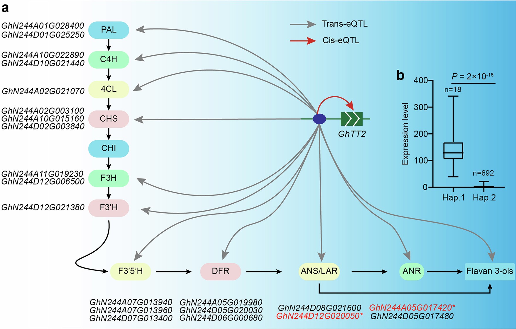 Extended Data Fig. 10: eGWAS analysis of flavonoid biosynthesis genes reveals co-location with GhTT2.