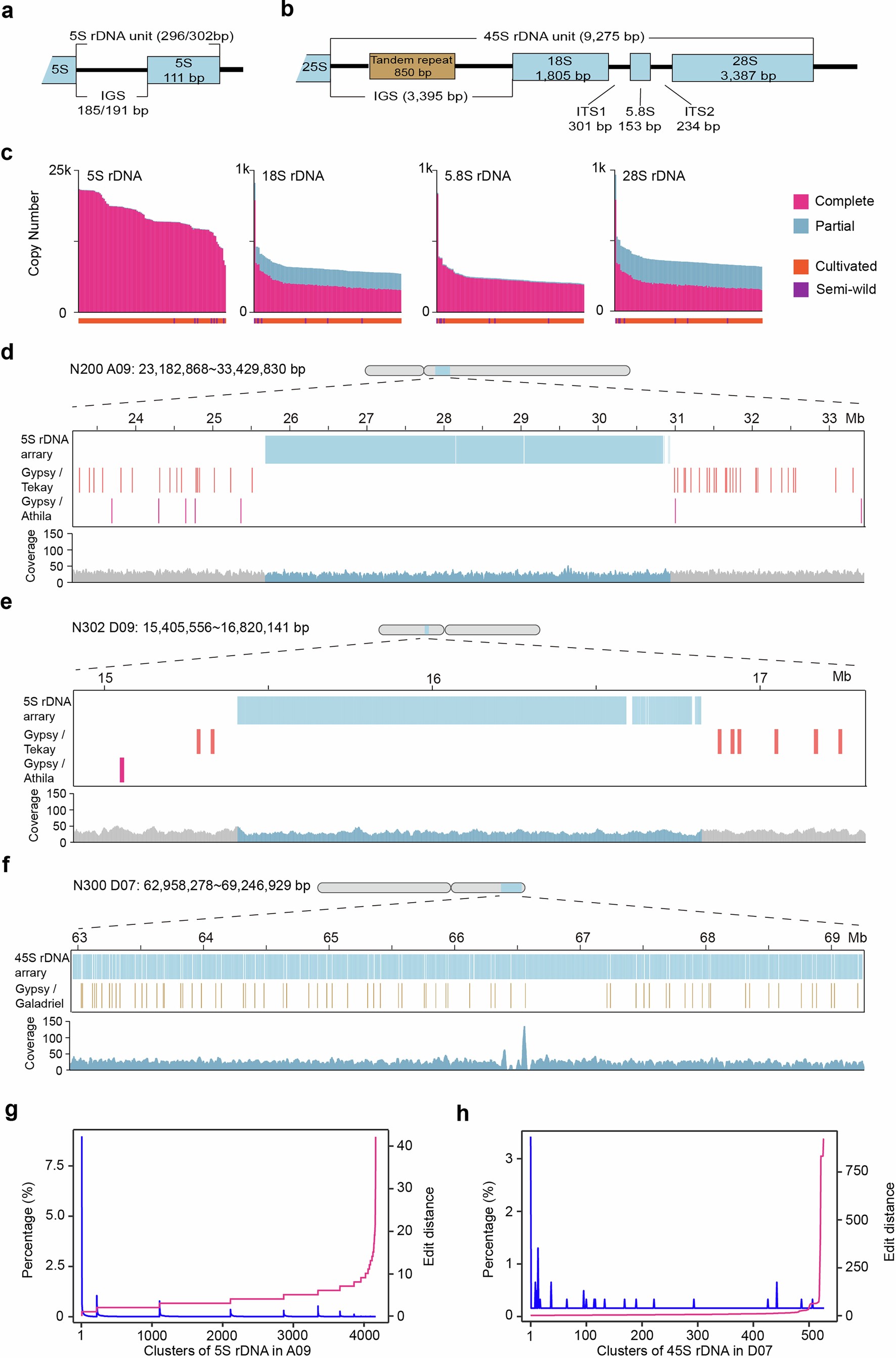 Extended Data Fig. 2: Characterization of 5S rDNA and 45SrDNA.
