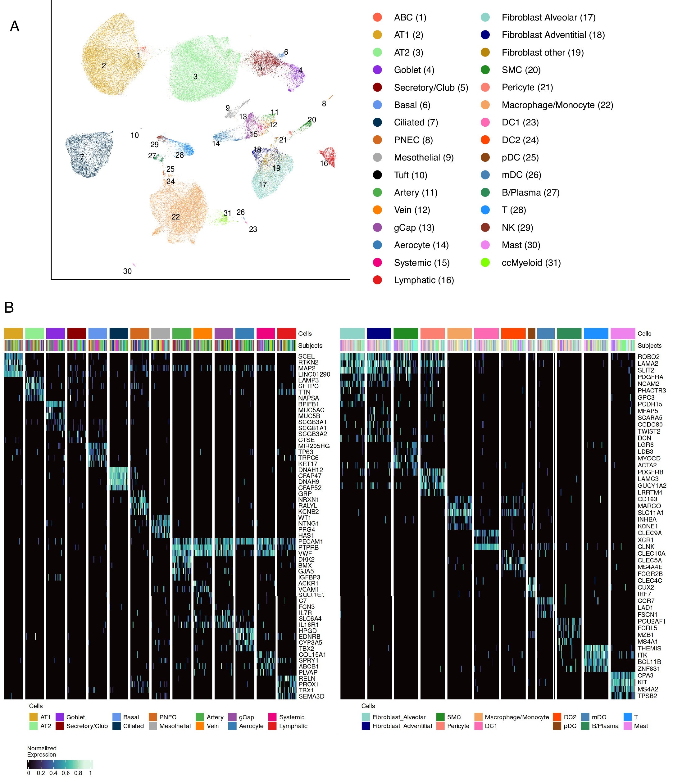 Extended Data Fig. 1: Single-nuclear RNA sequencing of lung tissue samples from LTRC study participants with and without COPD.