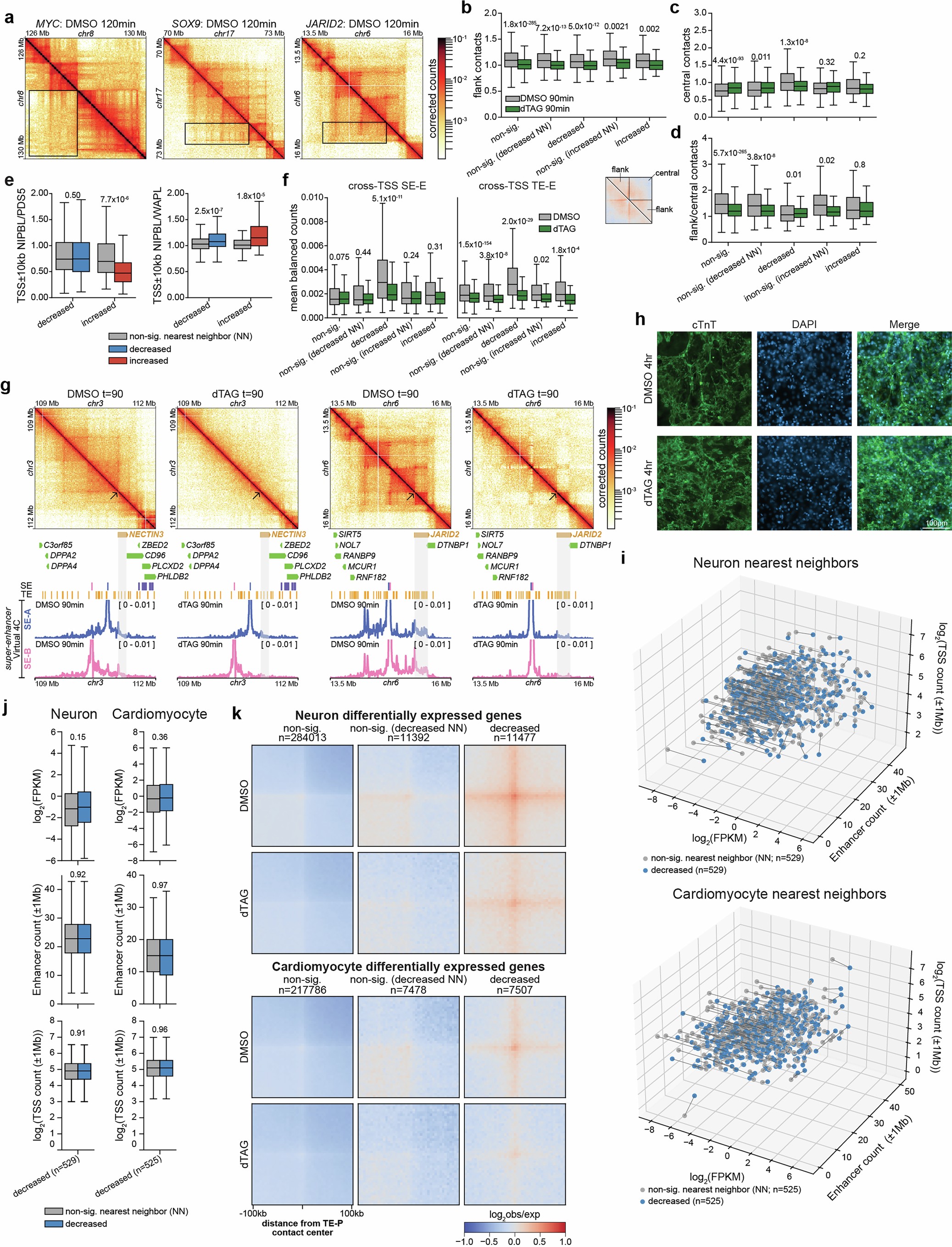 Extended Data Fig. 10: NIPBL-dependence is associated with unique genomic structures across lineages.