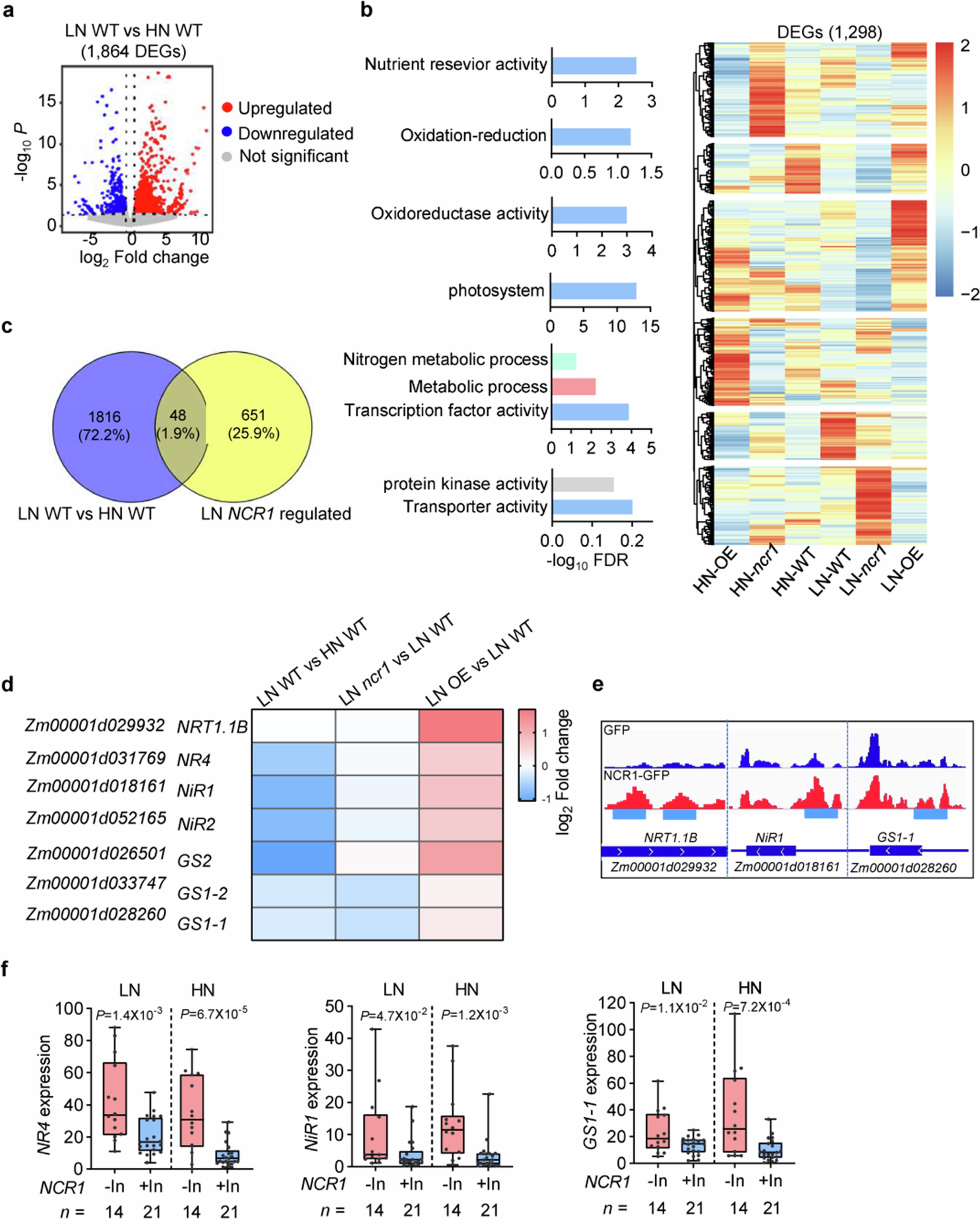 Extended Data Fig. 2: RNA-seq analysis of NCR1-regulated genes in root.