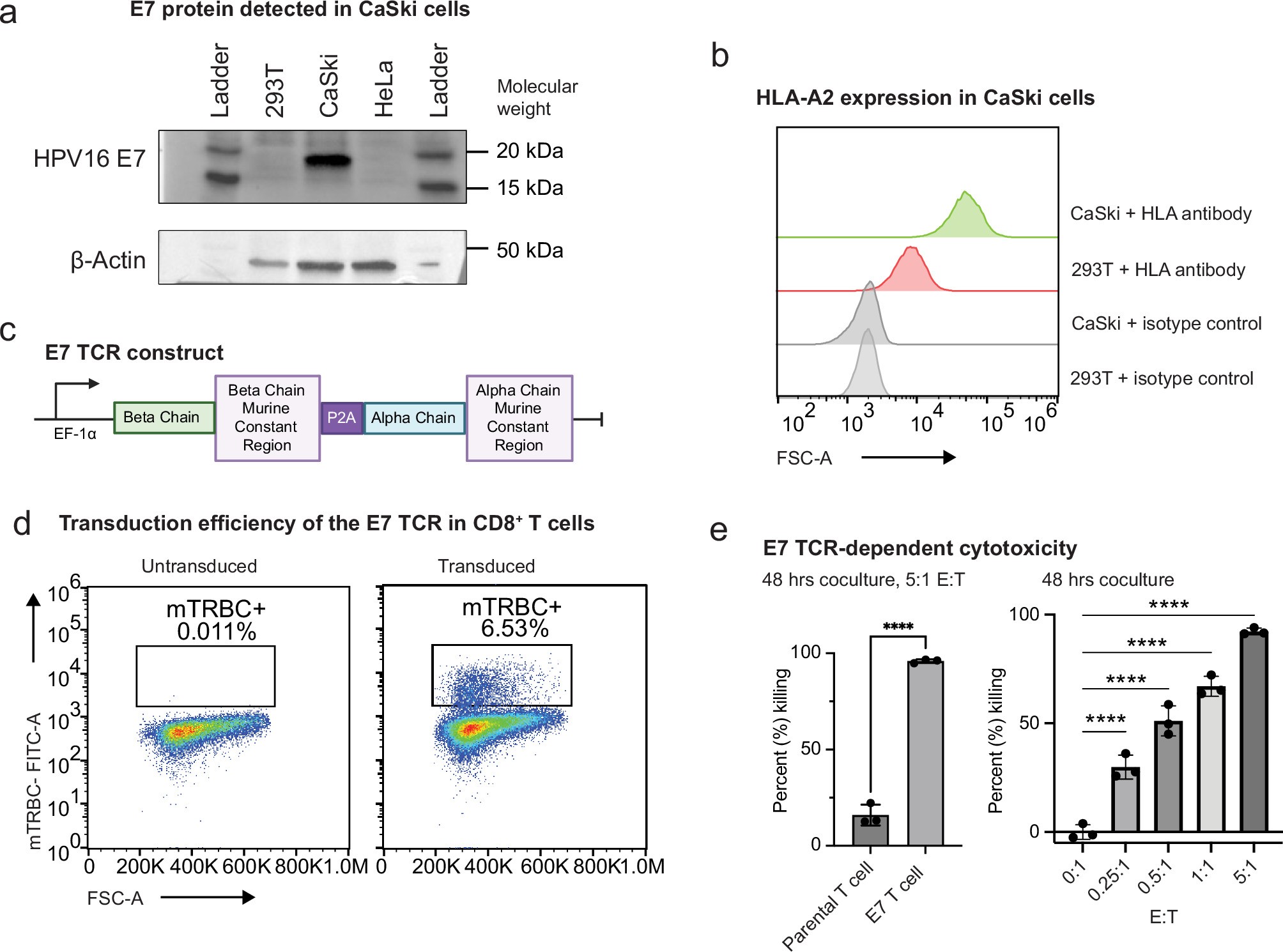 Extended Data Fig. 3: Generating and validating E7 TCR T cells.