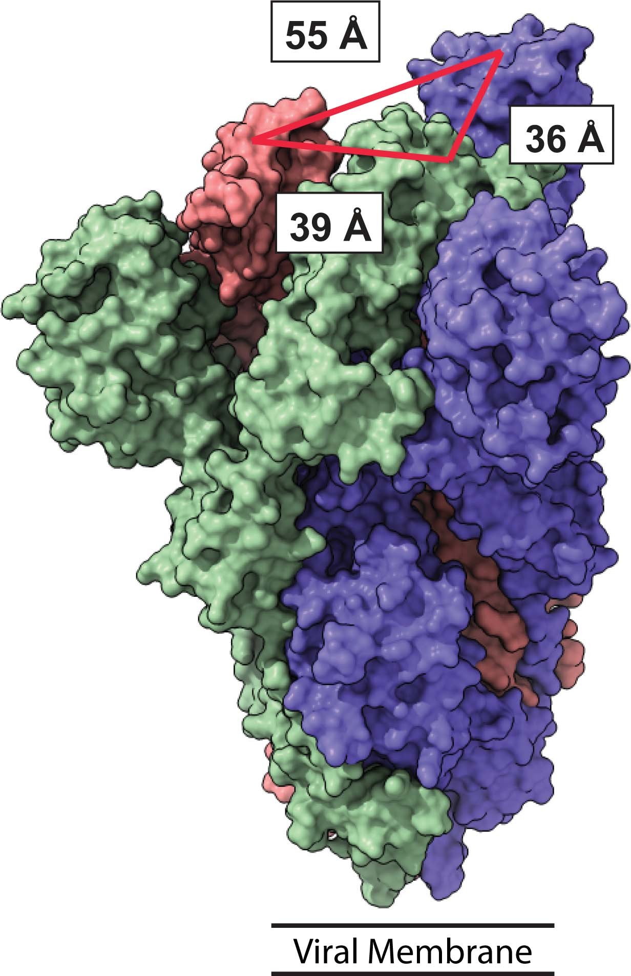 Extended Data Fig. 3: Measurements of inter-RBD distance on Spike trimer.