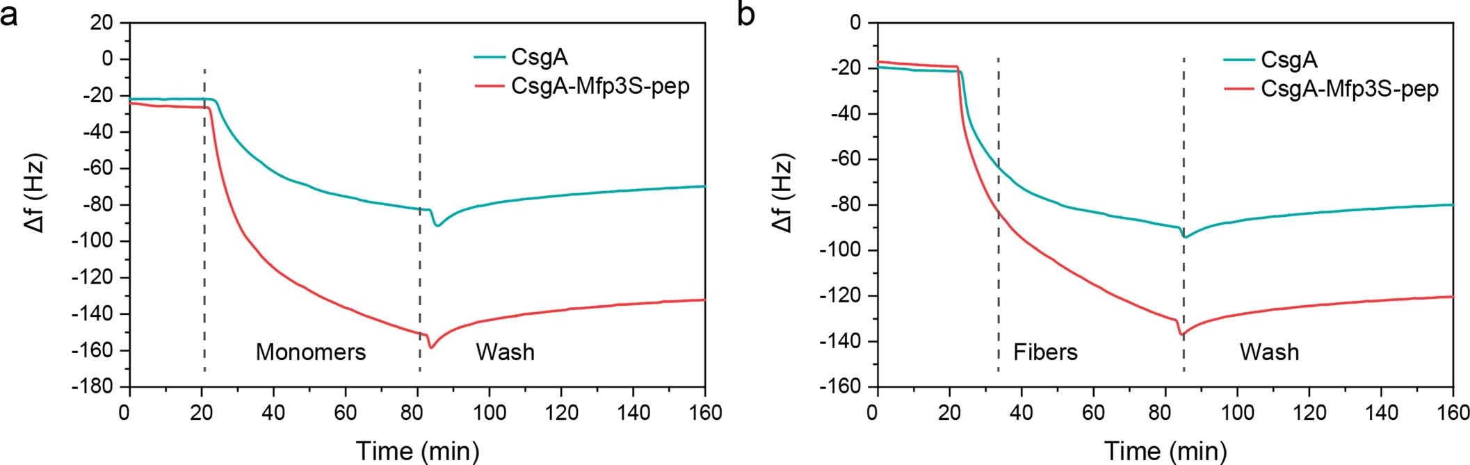 Extended Data Fig. 4: Adsorption behavior comparison of CsgA and CsgA-Mfp3S-pep on HA surfaces measured by QCM.