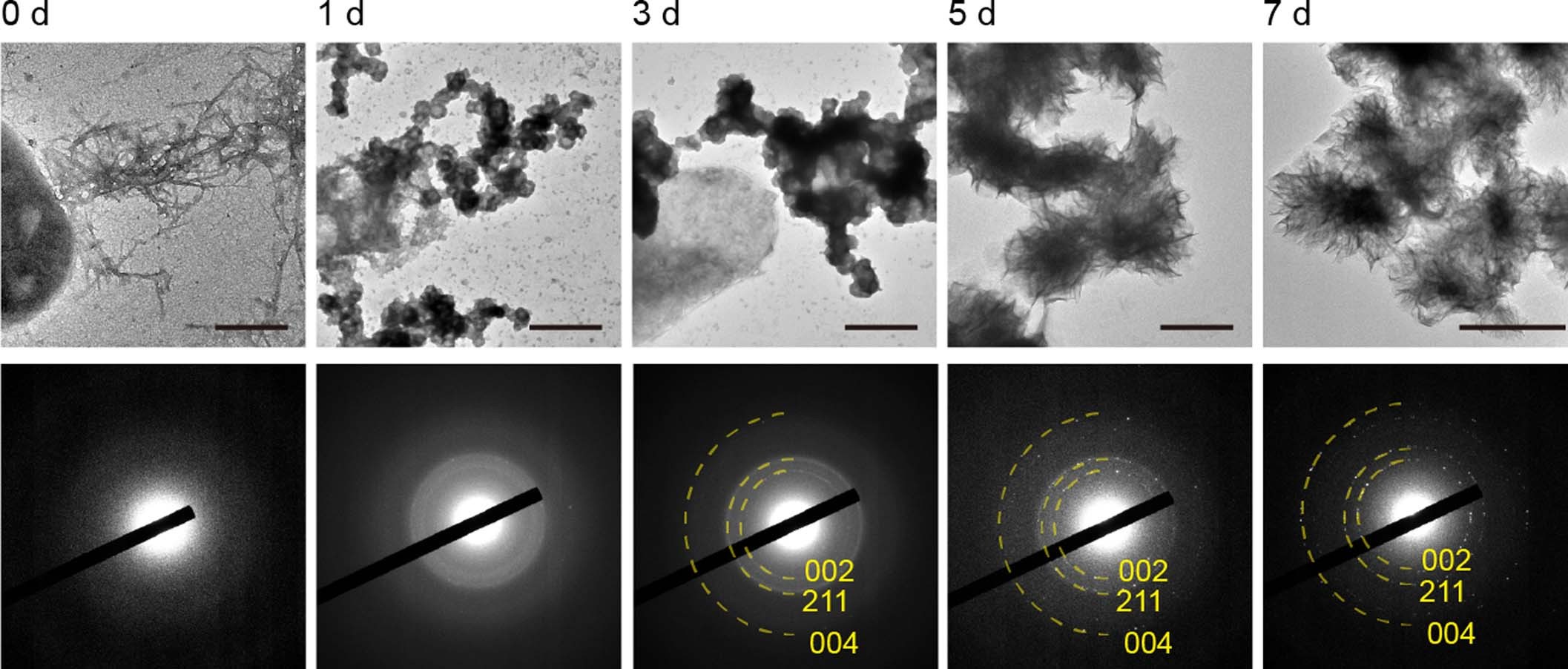 Extended Data Fig. 6: TEM observation of morphology and phase evolution.