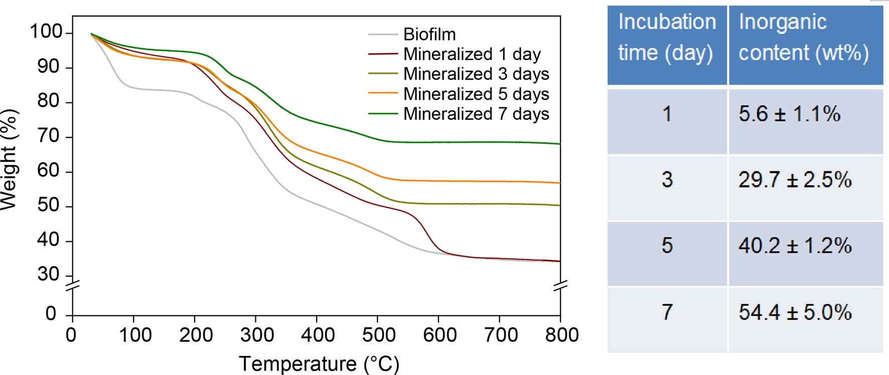 Extended Data Fig. 8: Mineral contents of mineralized composites with different incubation time determined by TGA analyses.
