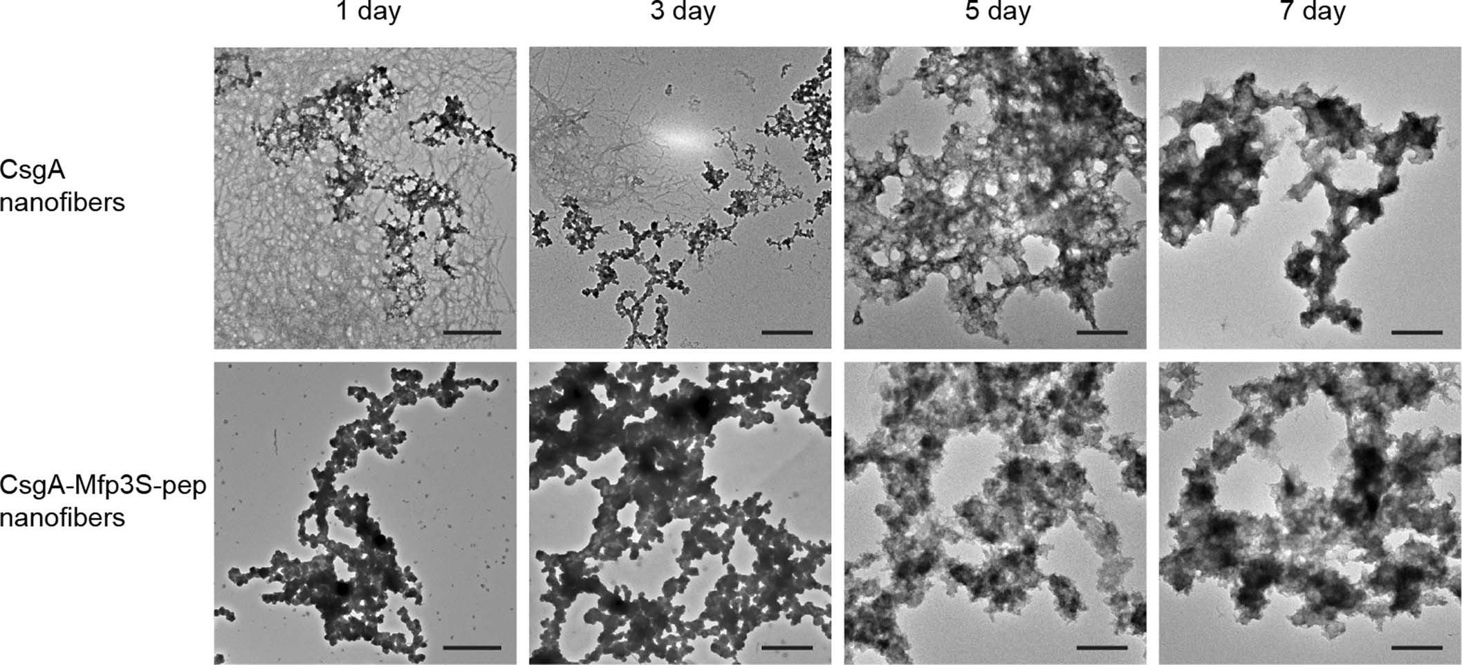 Extended Data Fig. 2: Comparison of HA precipitation on CsgA and CsgA-Mfp3S-pep nanofibers.