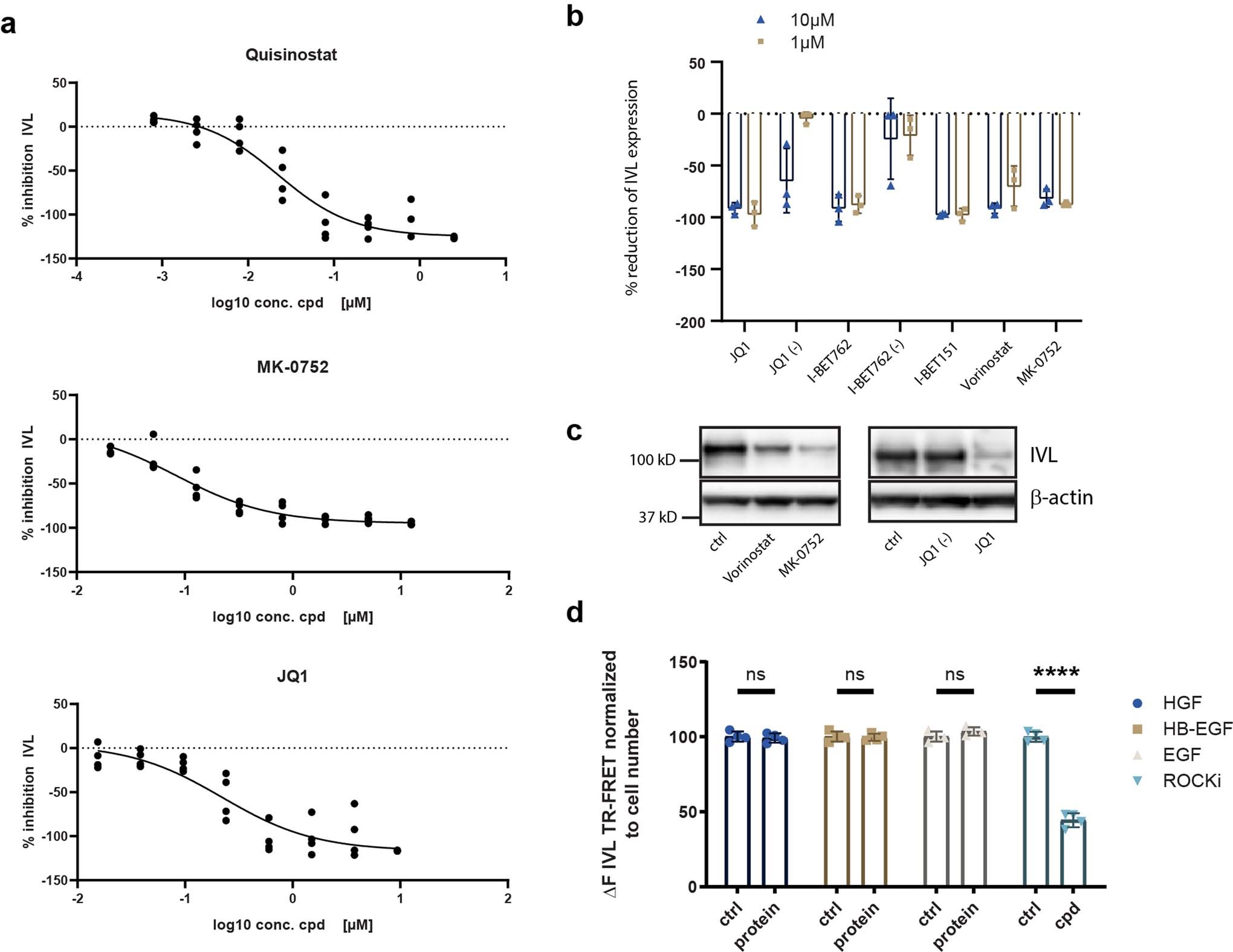 Extended Data Fig. 2: HDAC inhibitors, Gamma-secretase inhibitors and BET bromodomain inhibitors block human keratinocyte differentiation.